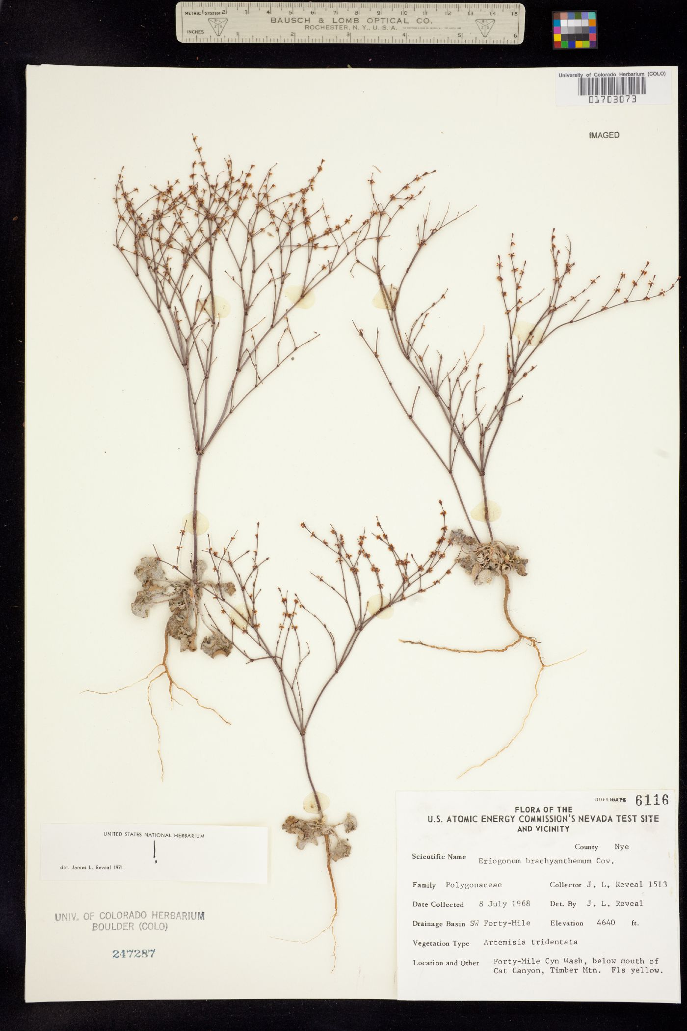 Eriogonum brachyanthum image