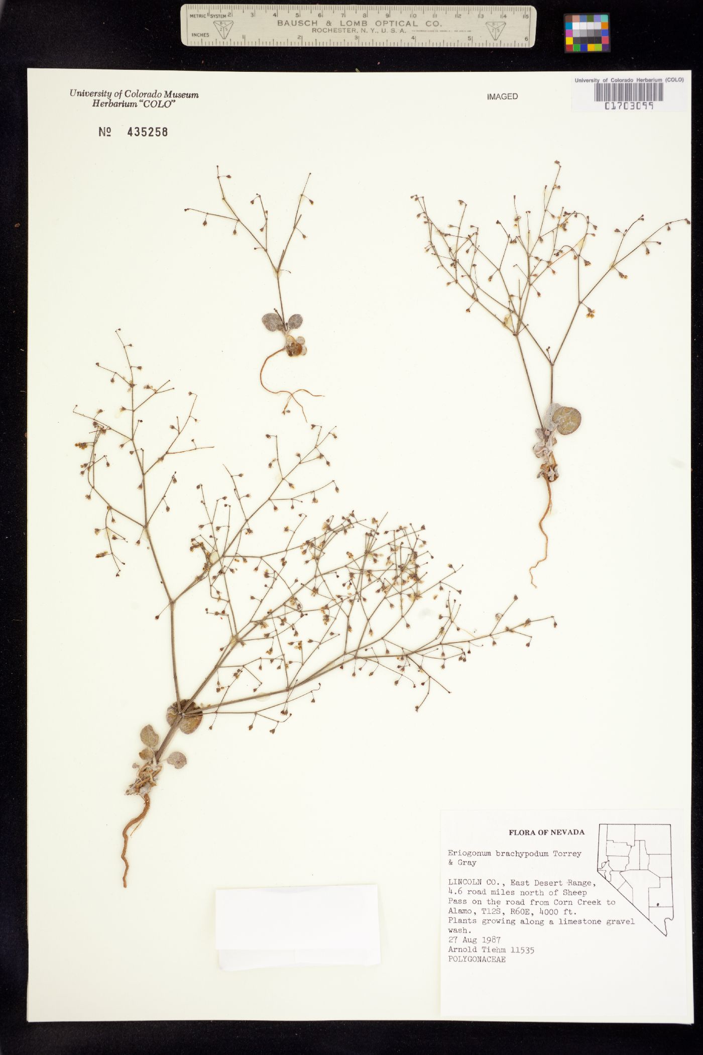 Eriogonum brachypodum image
