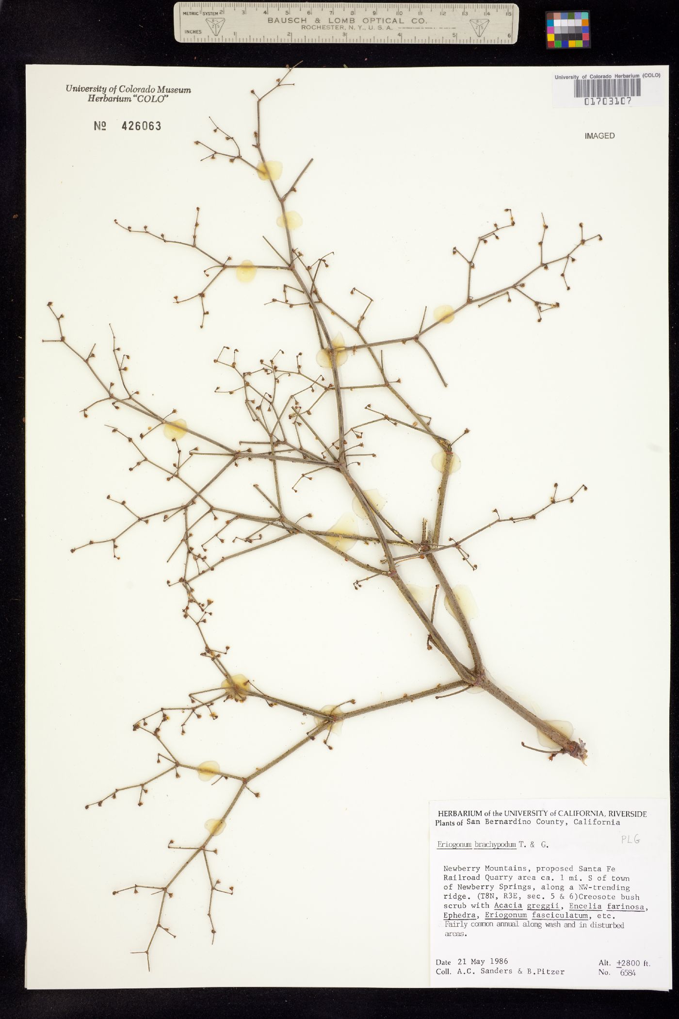 Eriogonum brachypodum image
