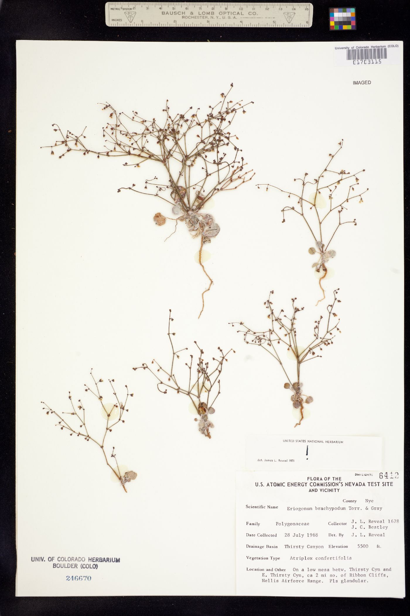 Eriogonum brachypodum image