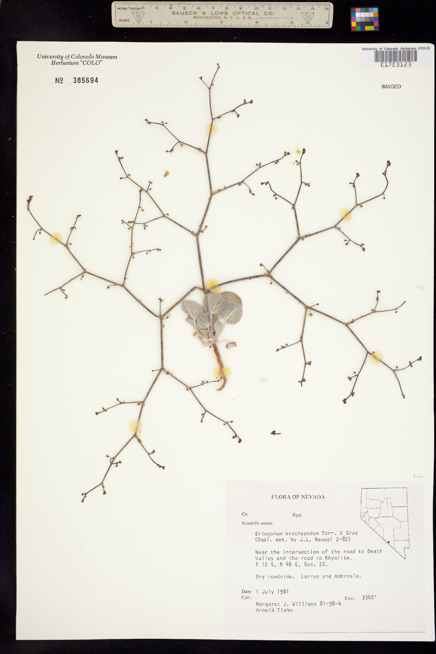 Eriogonum brachypodum image
