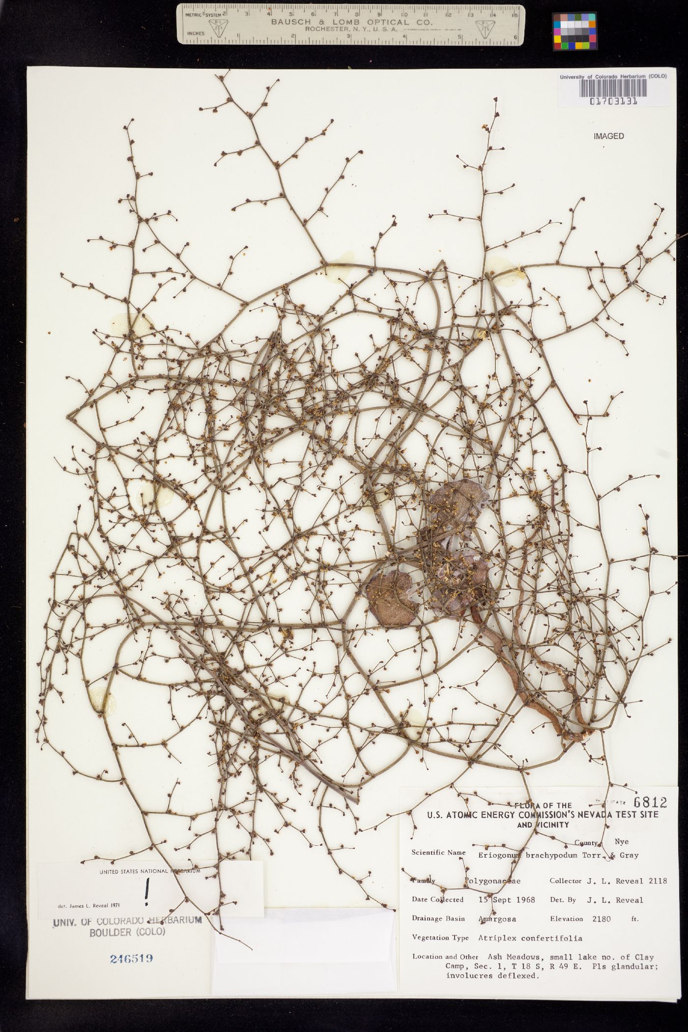 Eriogonum brachypodum image