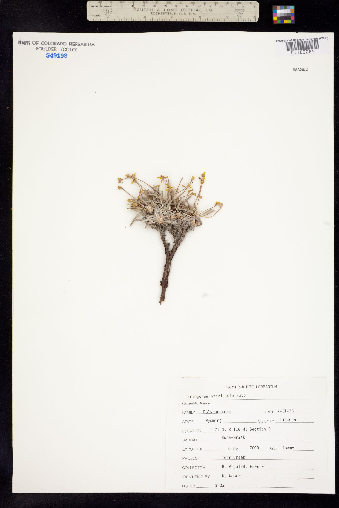 Eriogonum brevicaule image