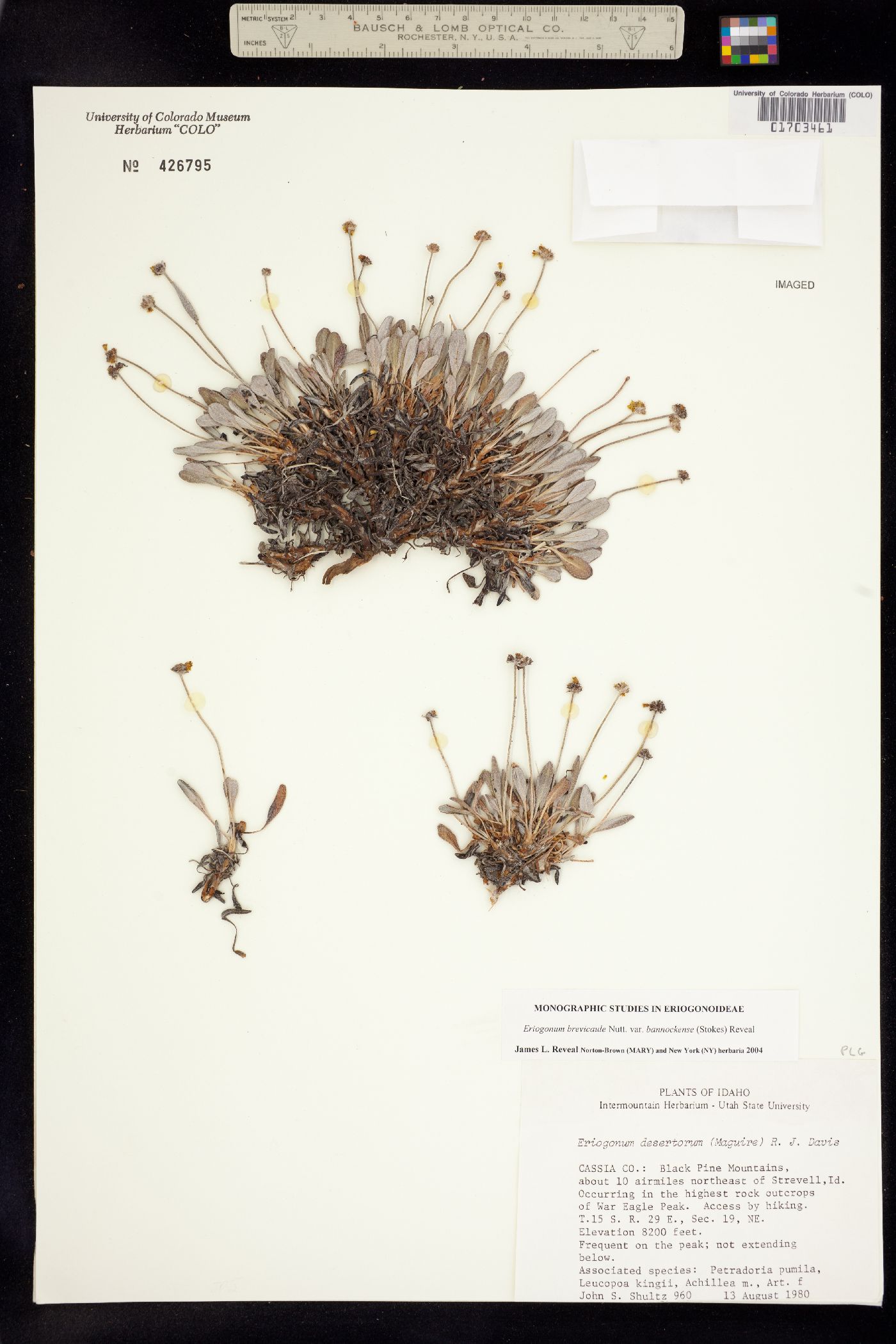 Eriogonum brevicaule var. bannockense image