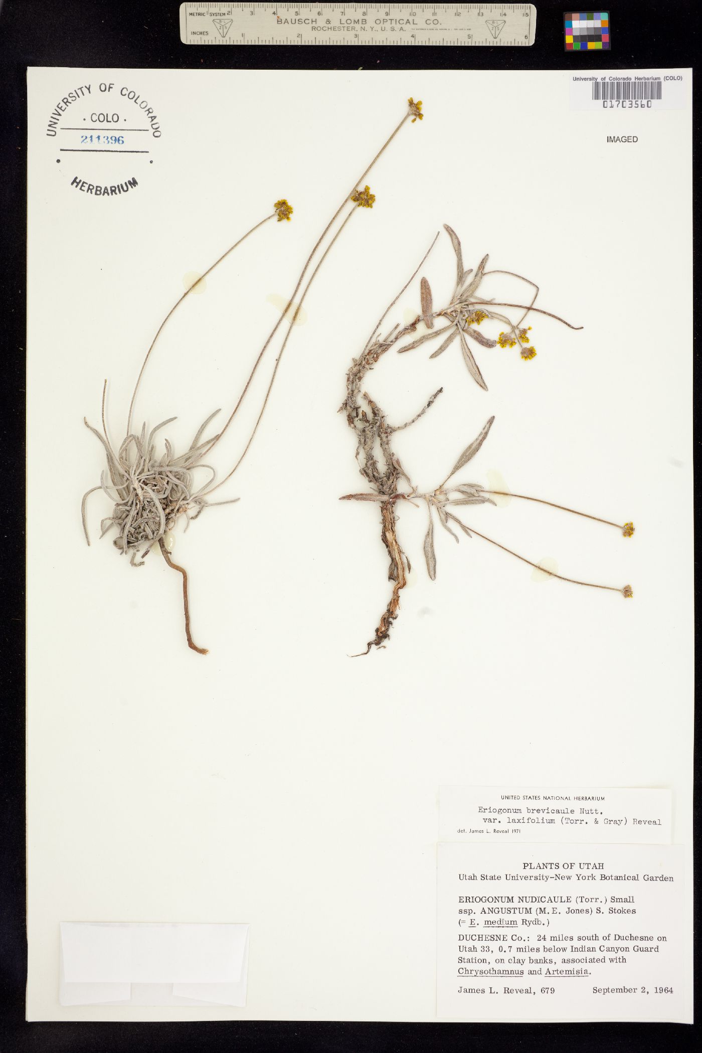 Eriogonum brevicaule image
