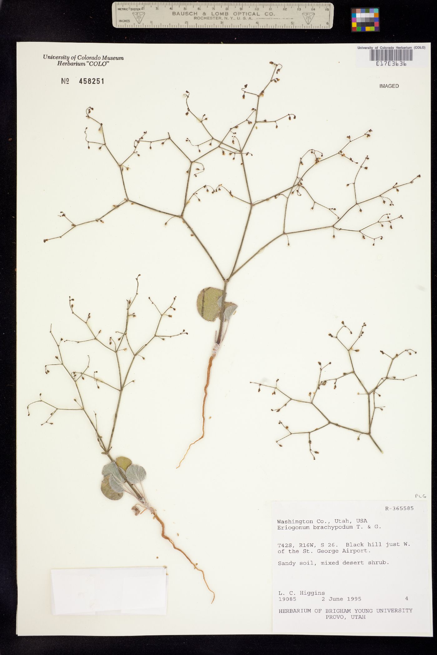 Eriogonum brachypodum image