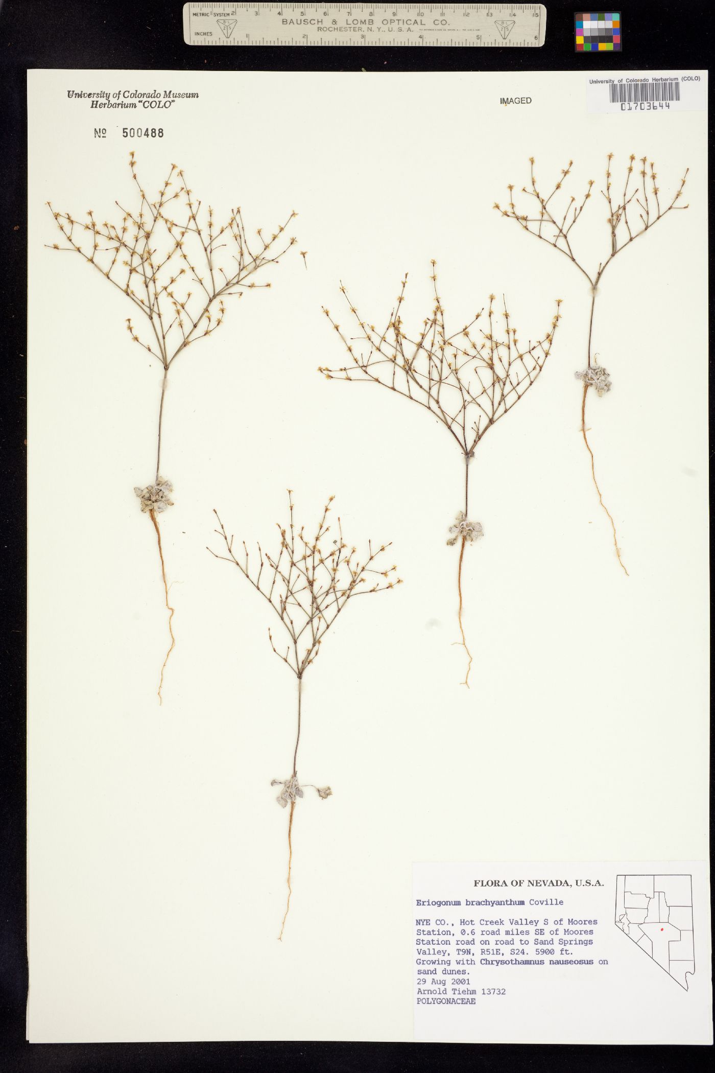 Eriogonum brachyanthum image