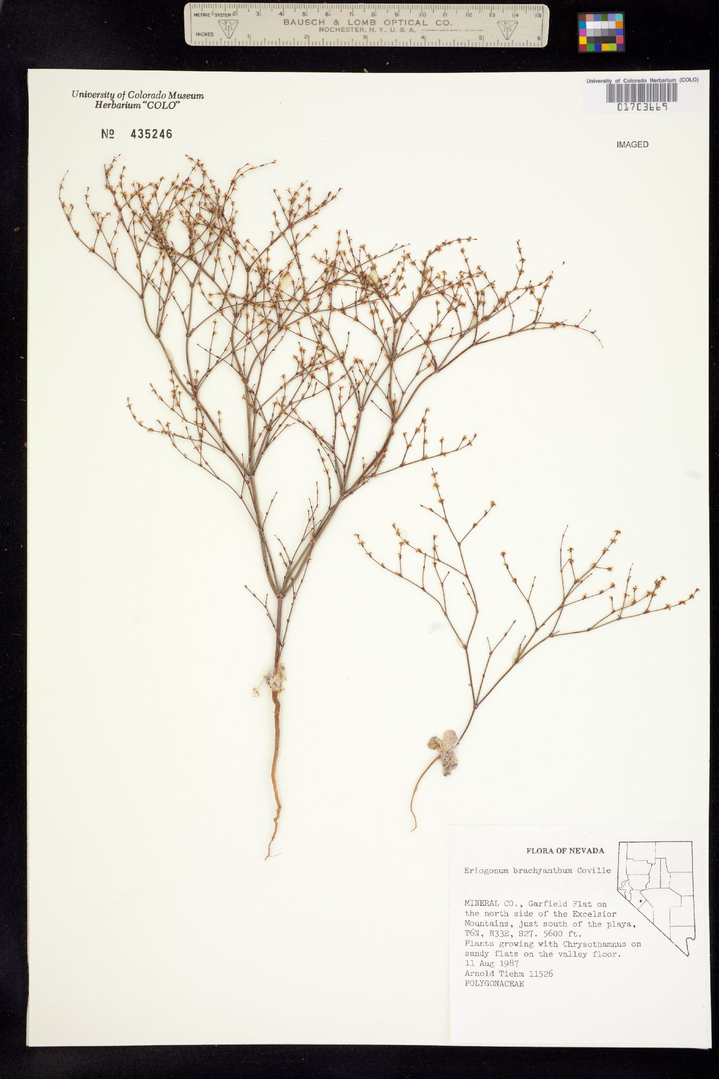 Eriogonum brachyanthum image