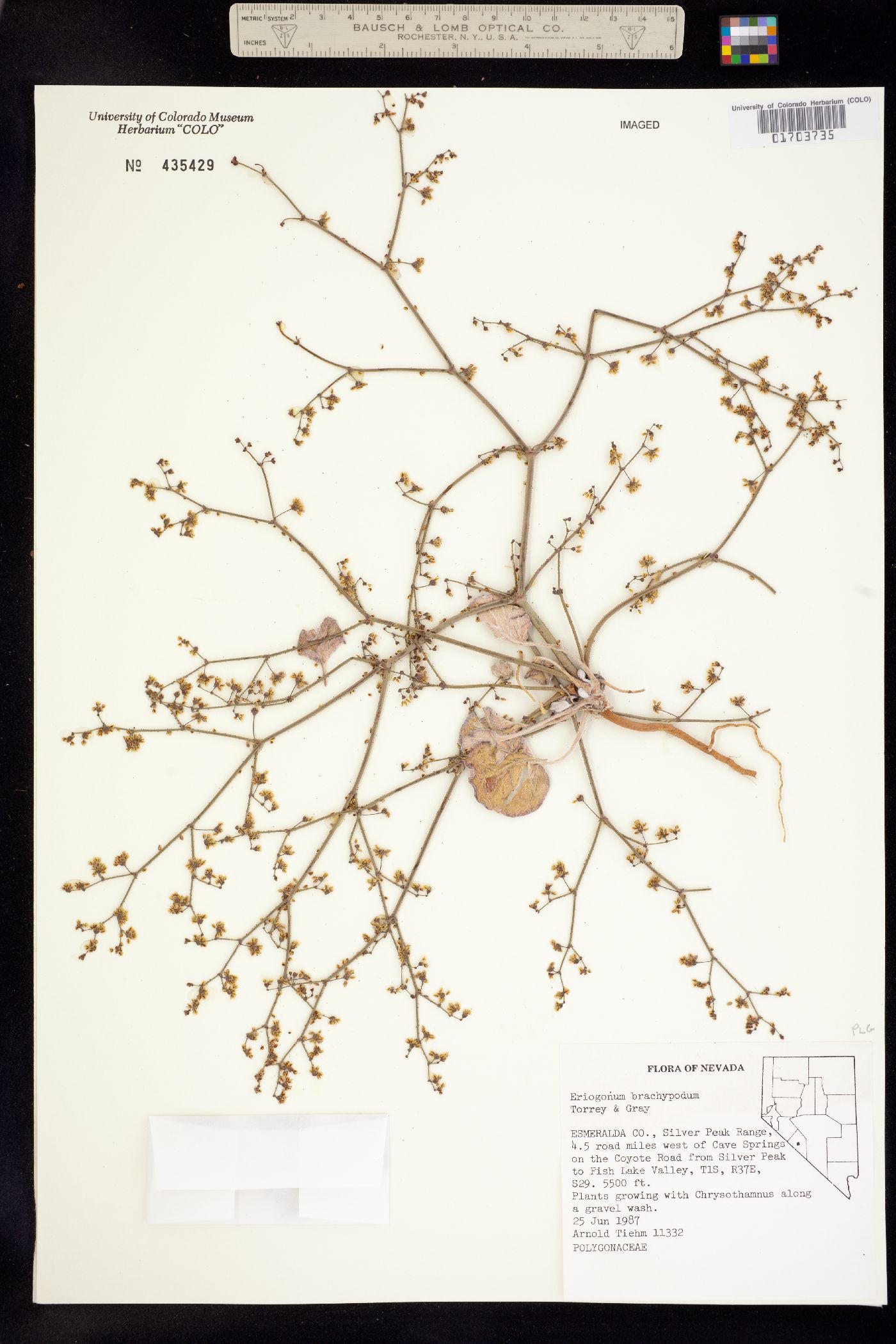 Eriogonum brachypodum image