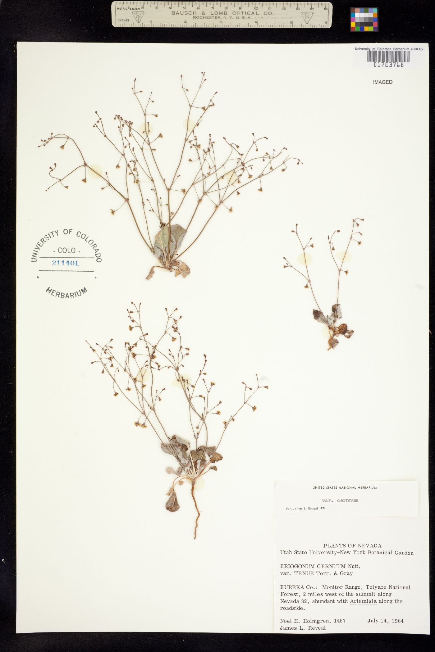 Eriogonum cernuum image