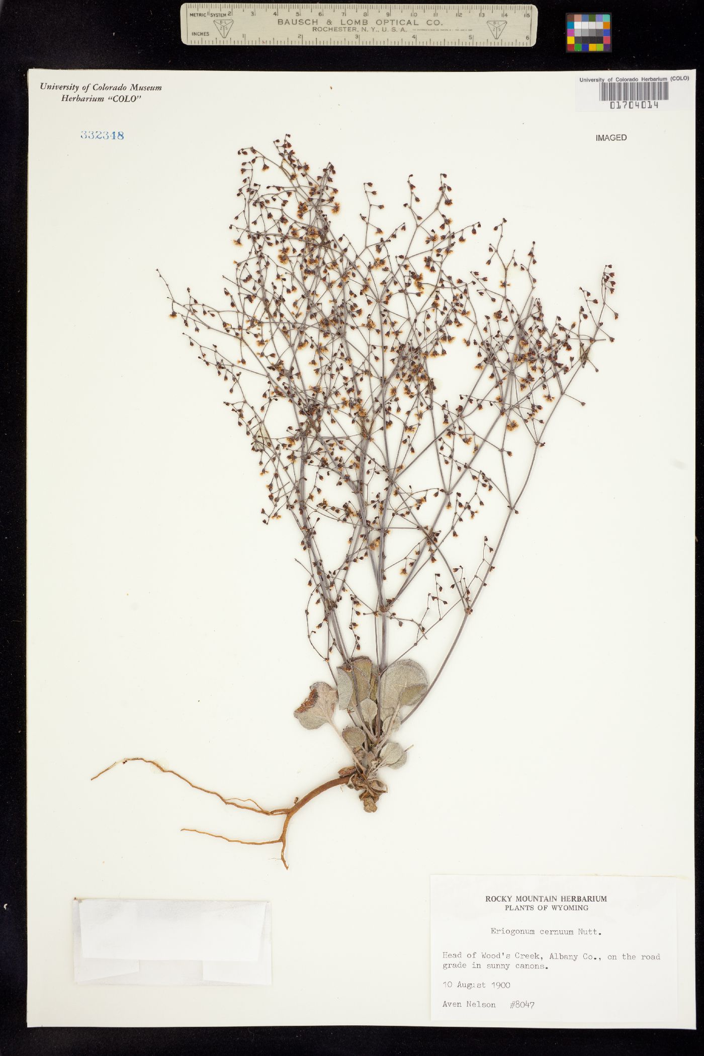 Eriogonum cernuum image