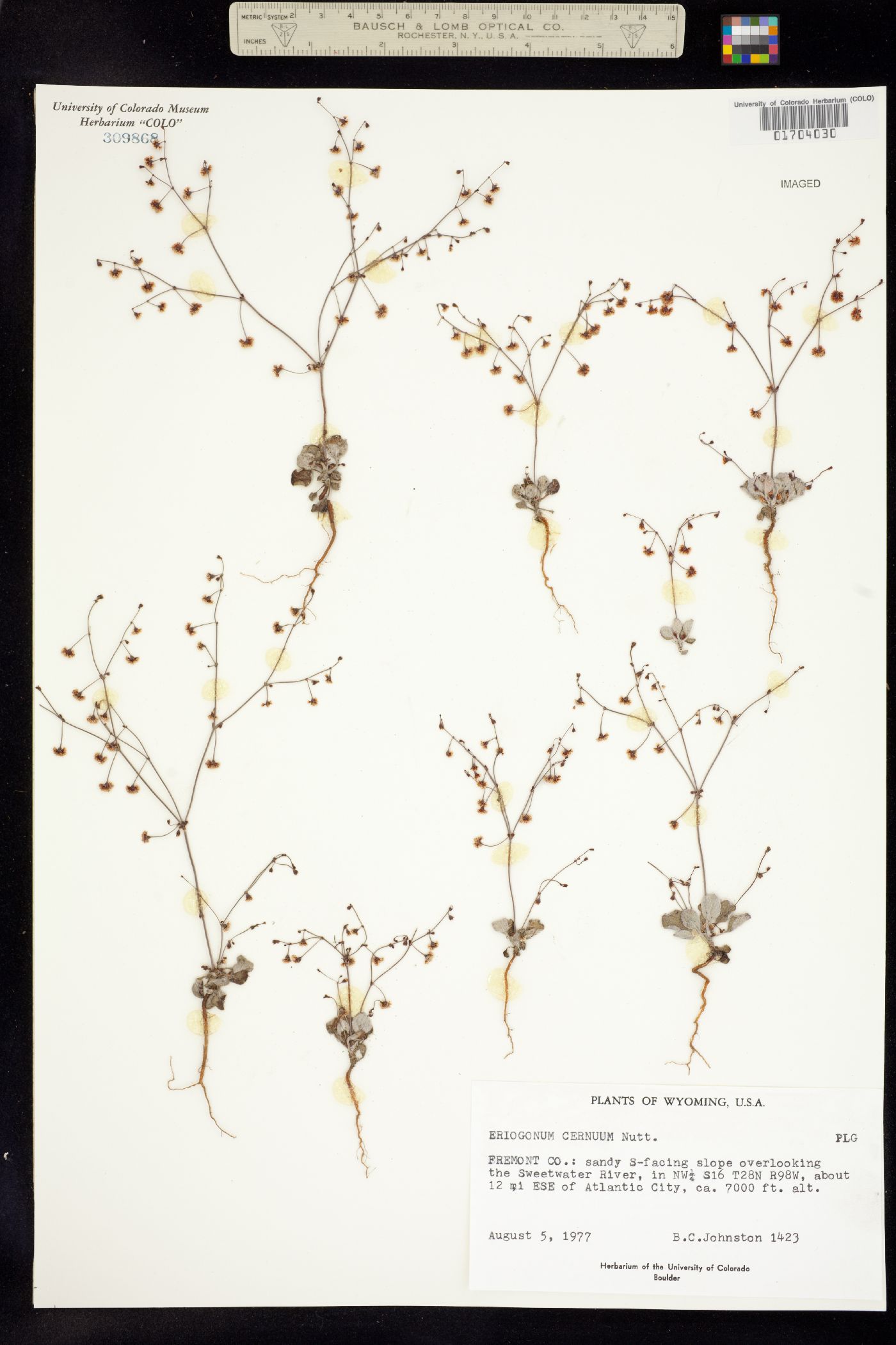 Eriogonum cernuum image