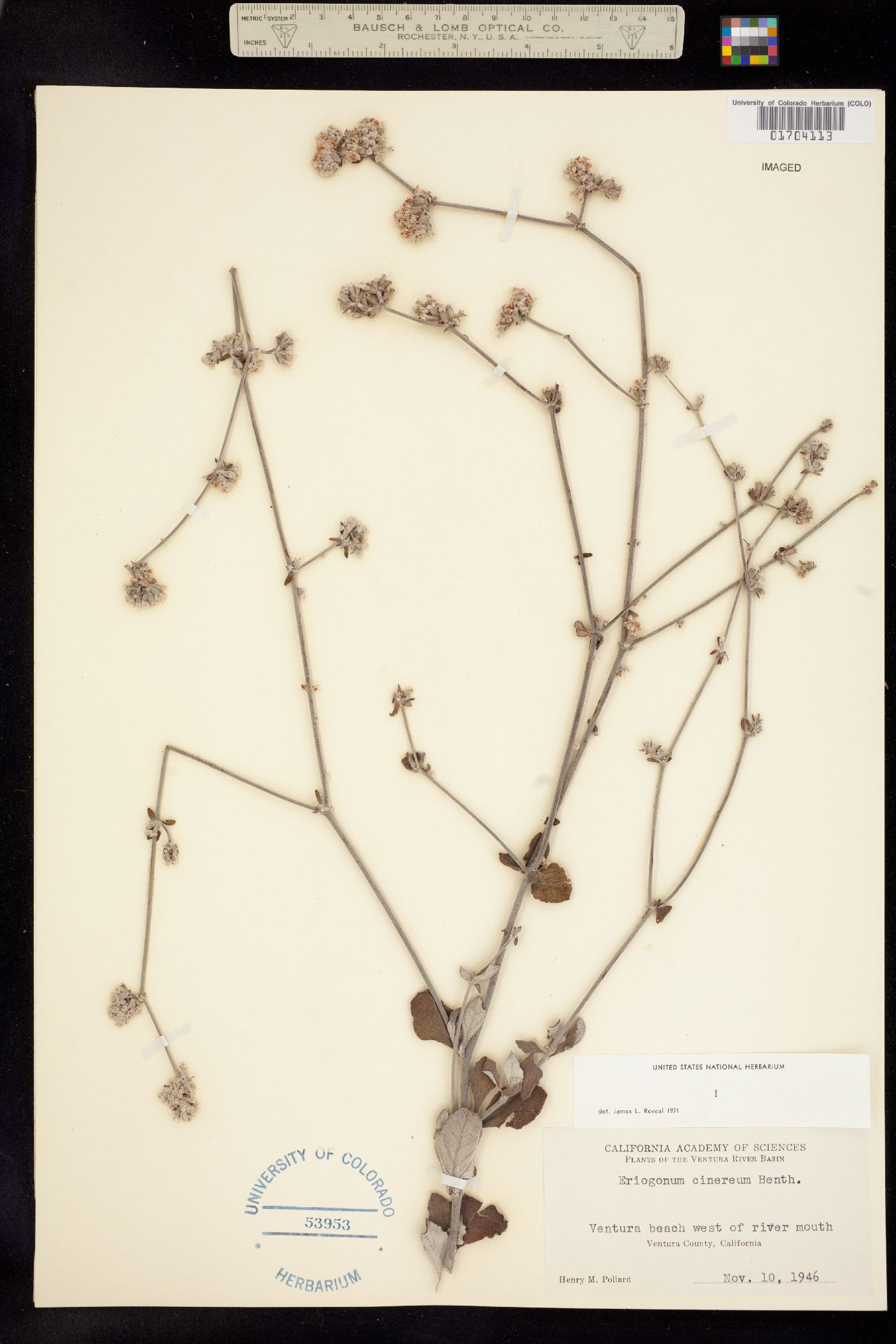 Eriogonum cinereum image