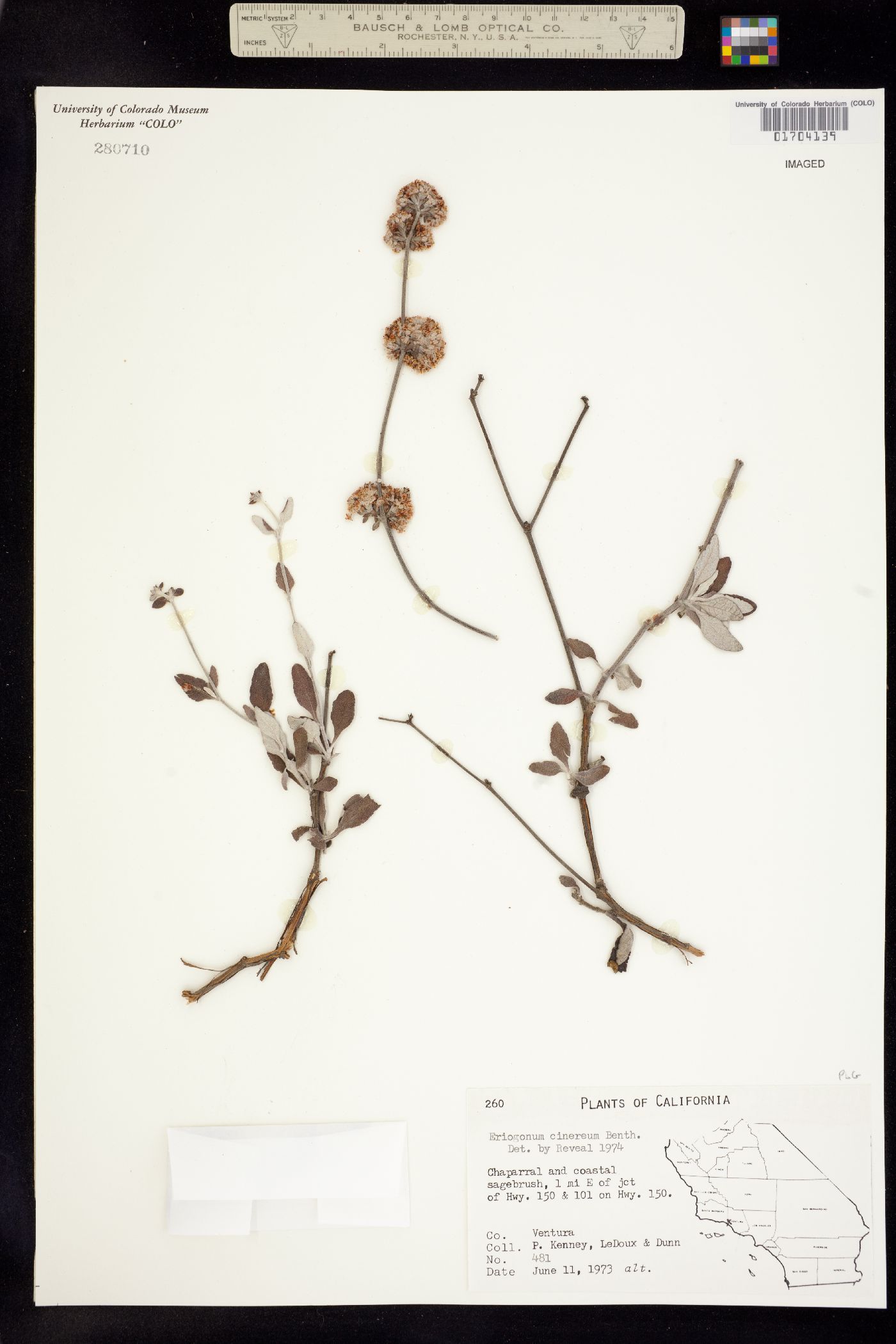 Eriogonum cinereum image