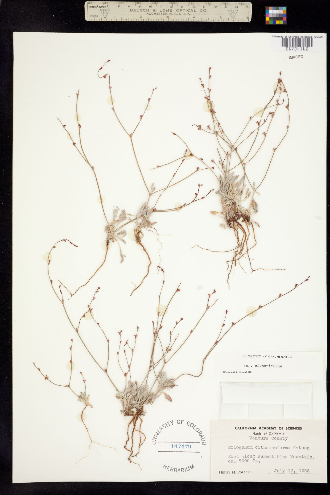 Eriogonum cithariforme image