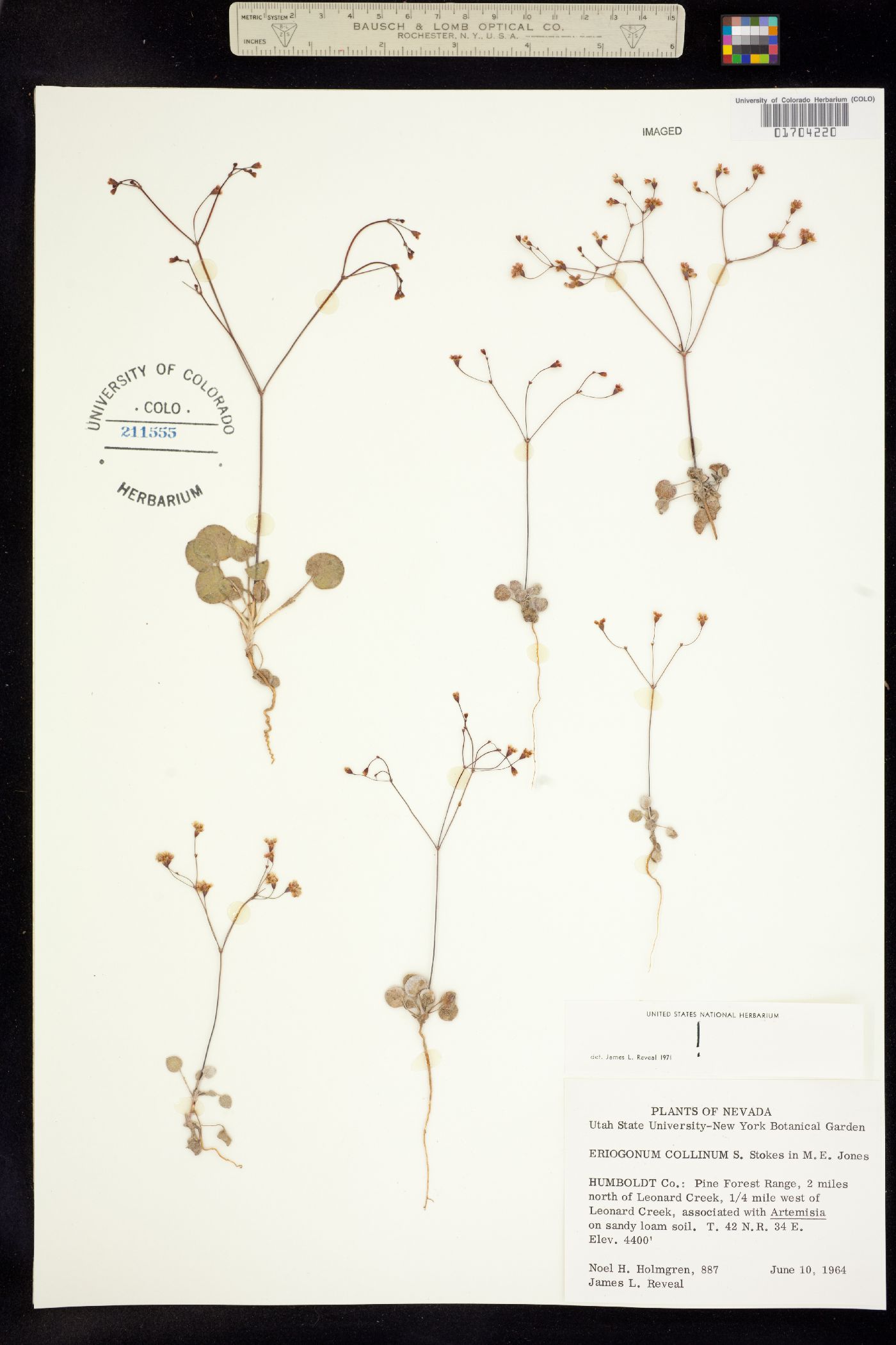 Eriogonum collinum image