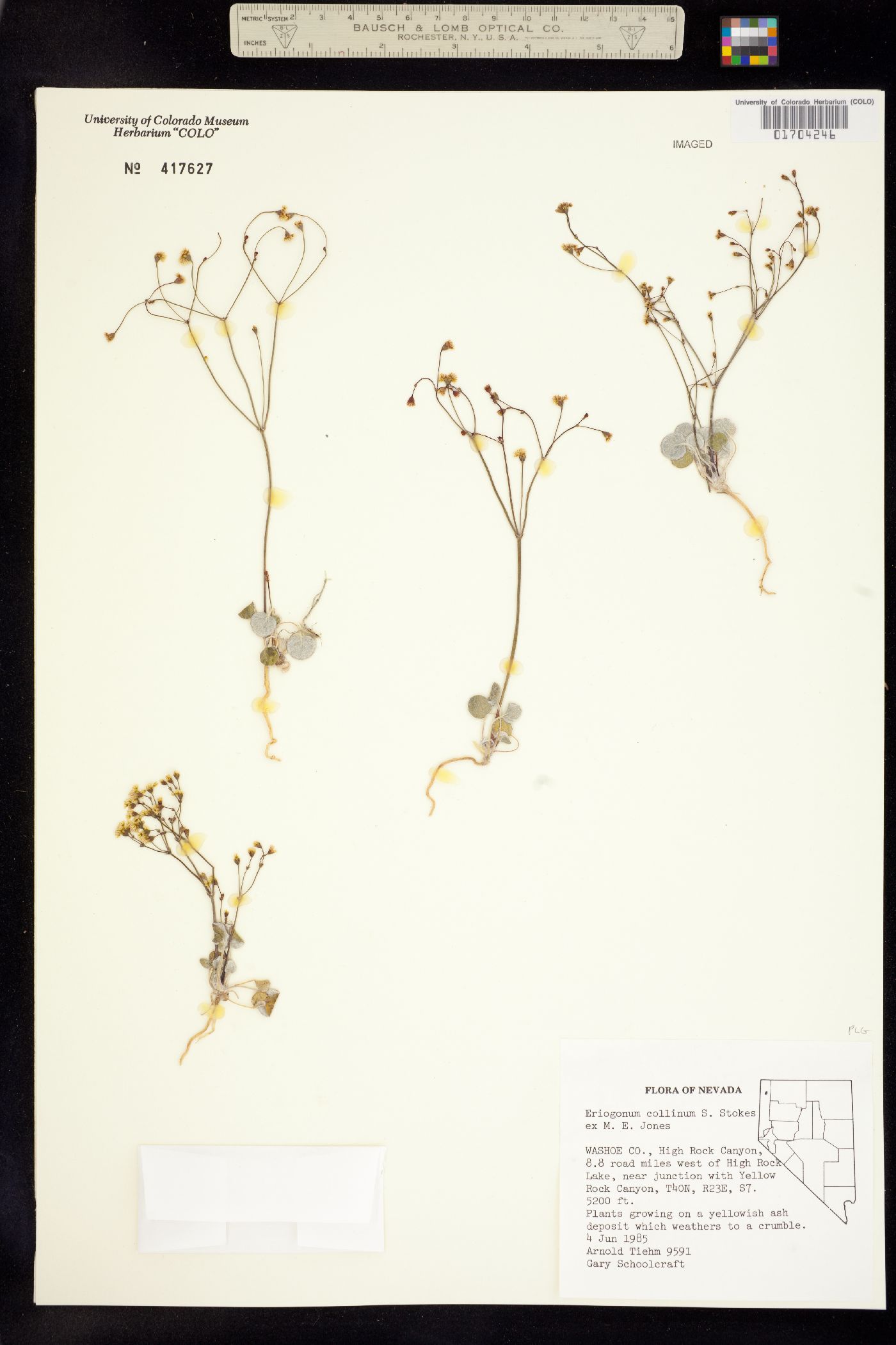 Eriogonum collinum image