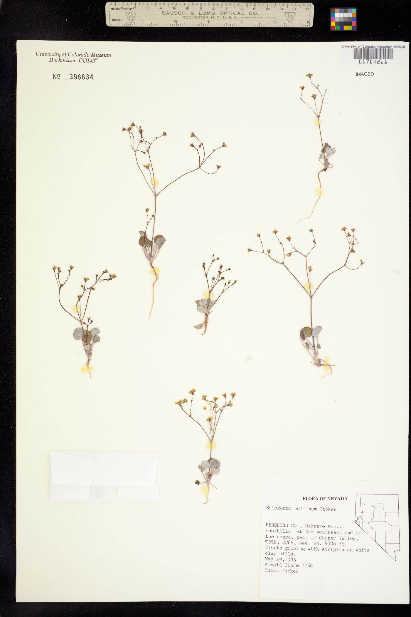 Eriogonum collinum image