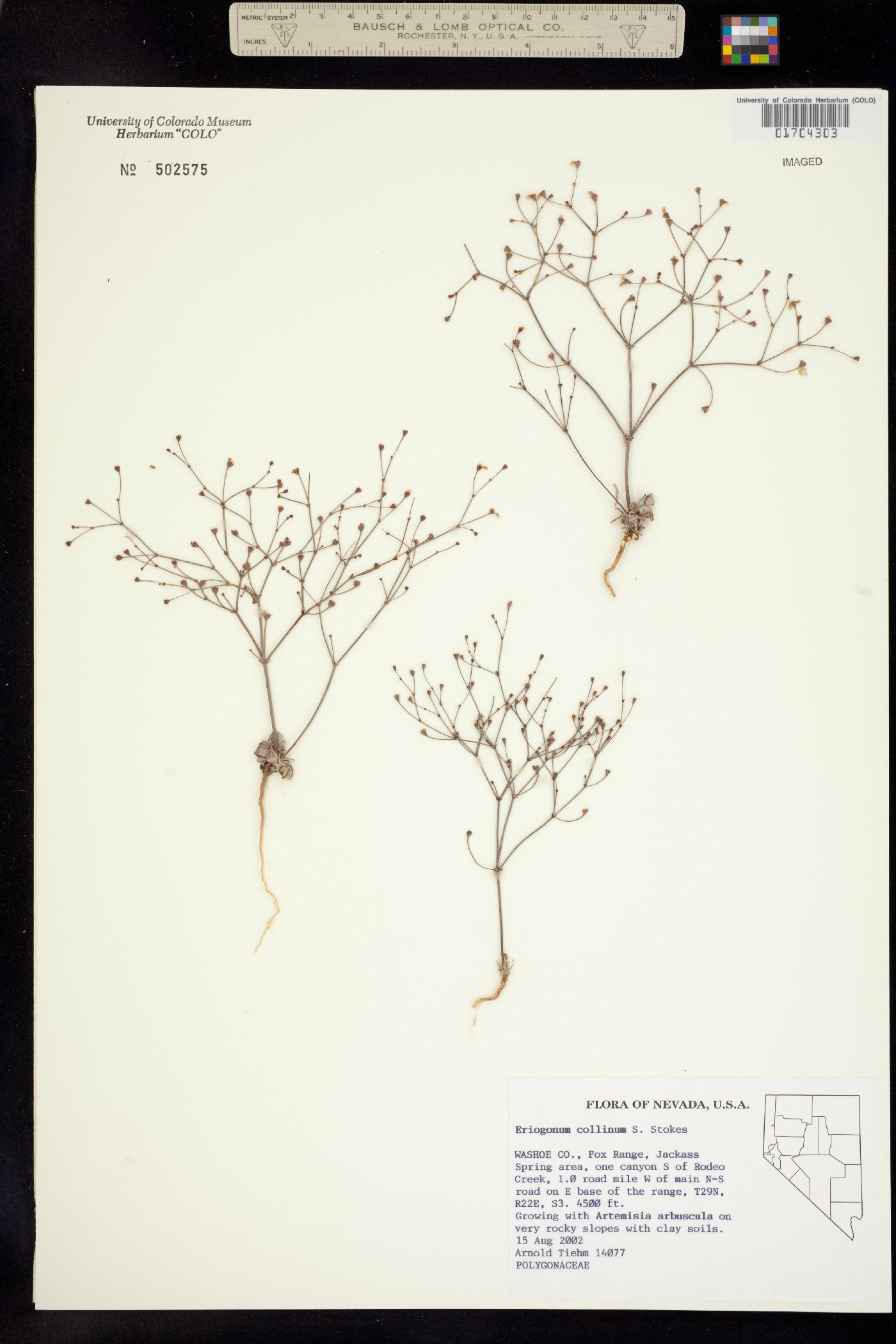 Eriogonum collinum image