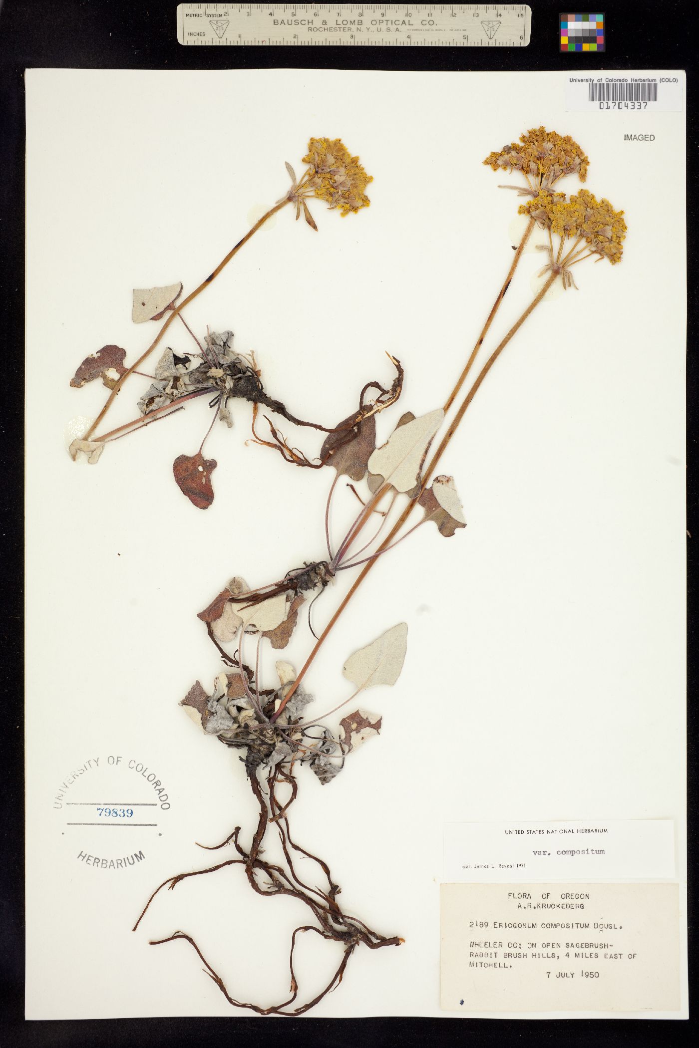 Eriogonum compositum image