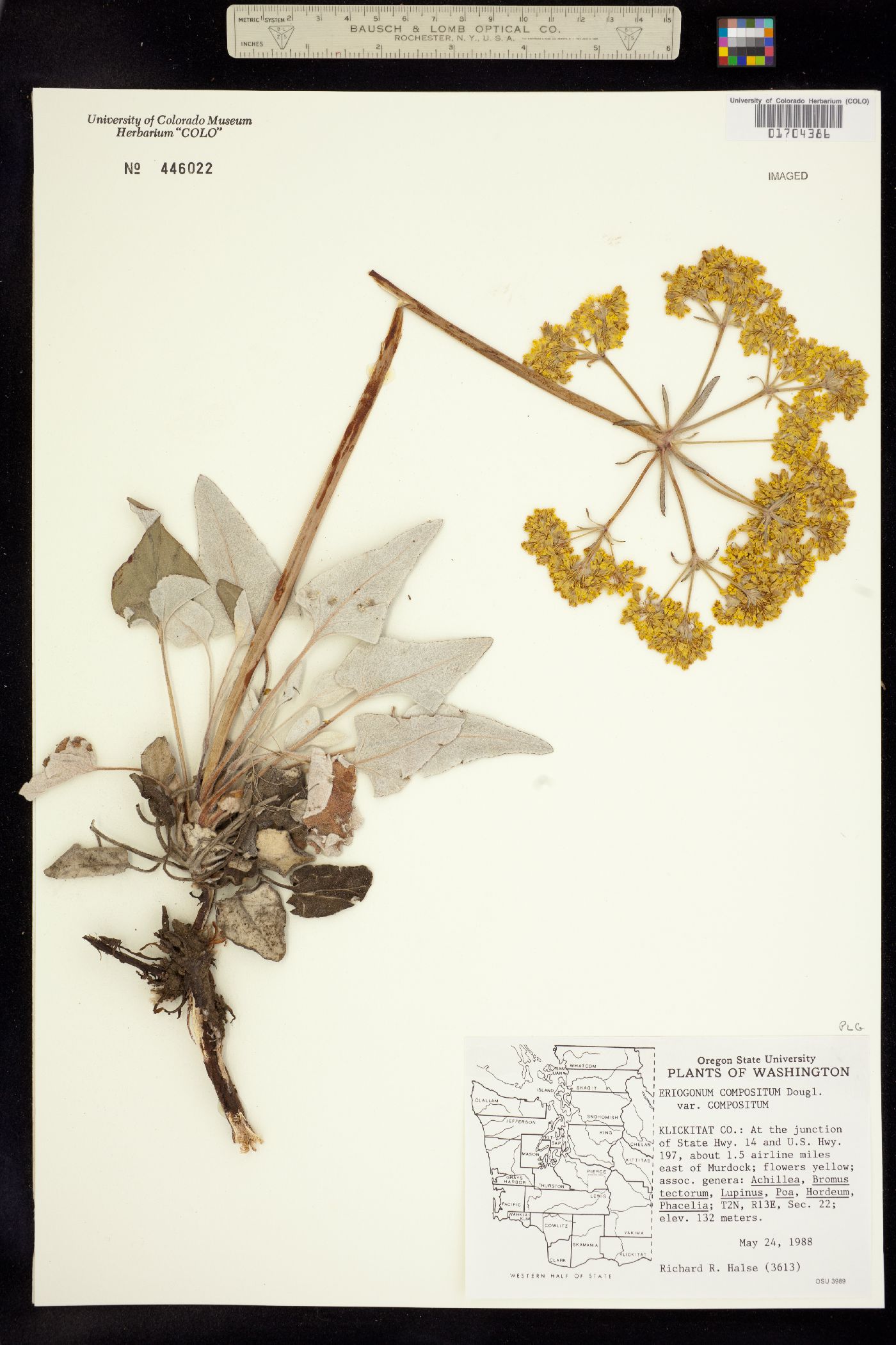 Eriogonum compositum image