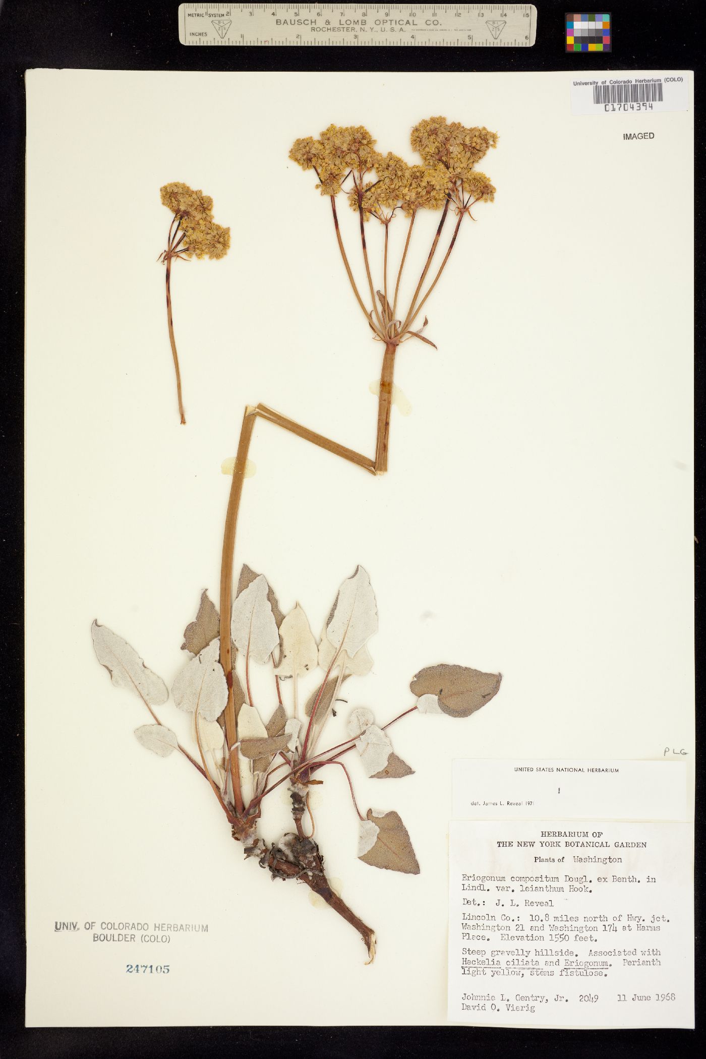 Eriogonum compositum image