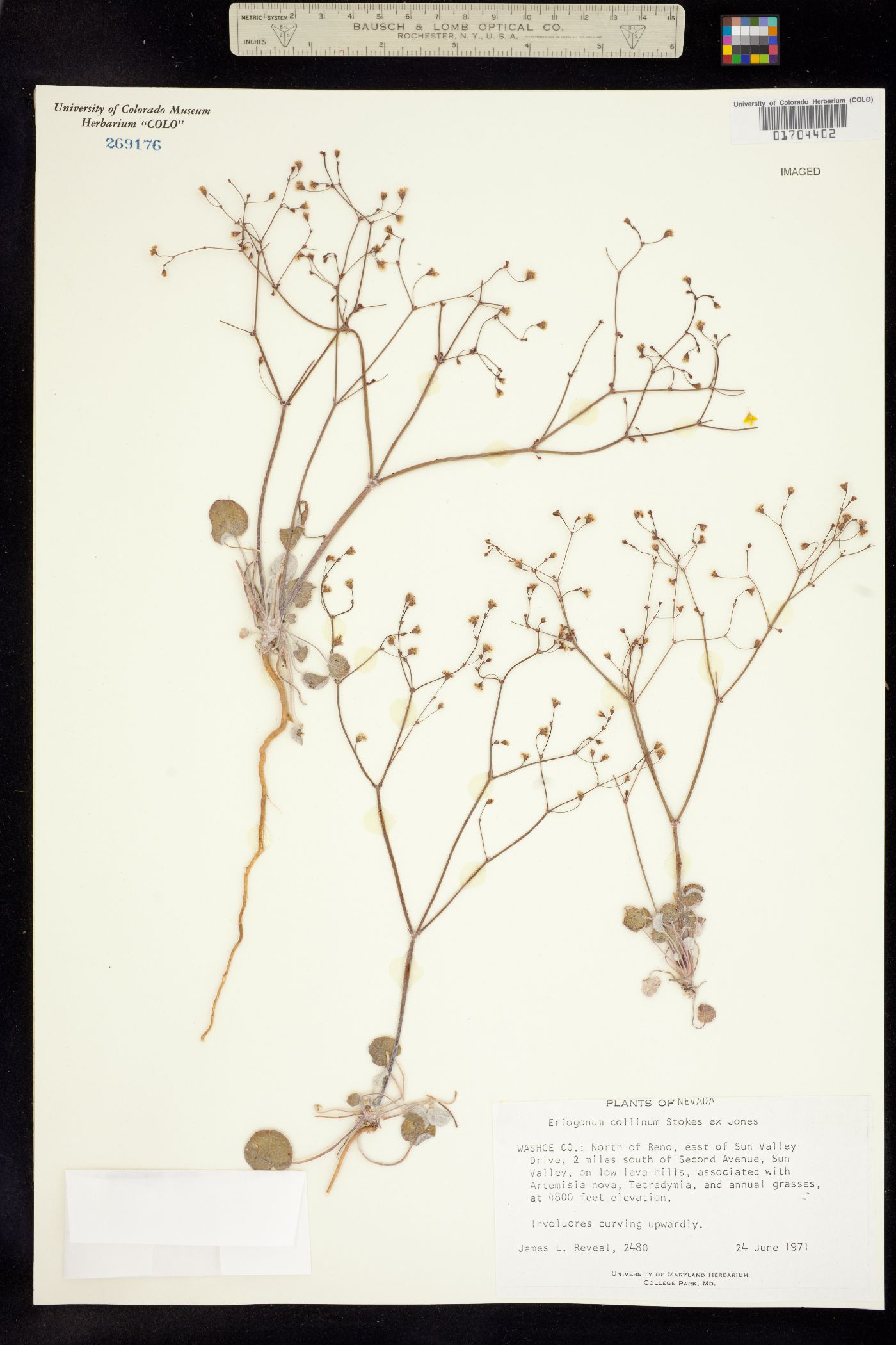 Eriogonum collinum image