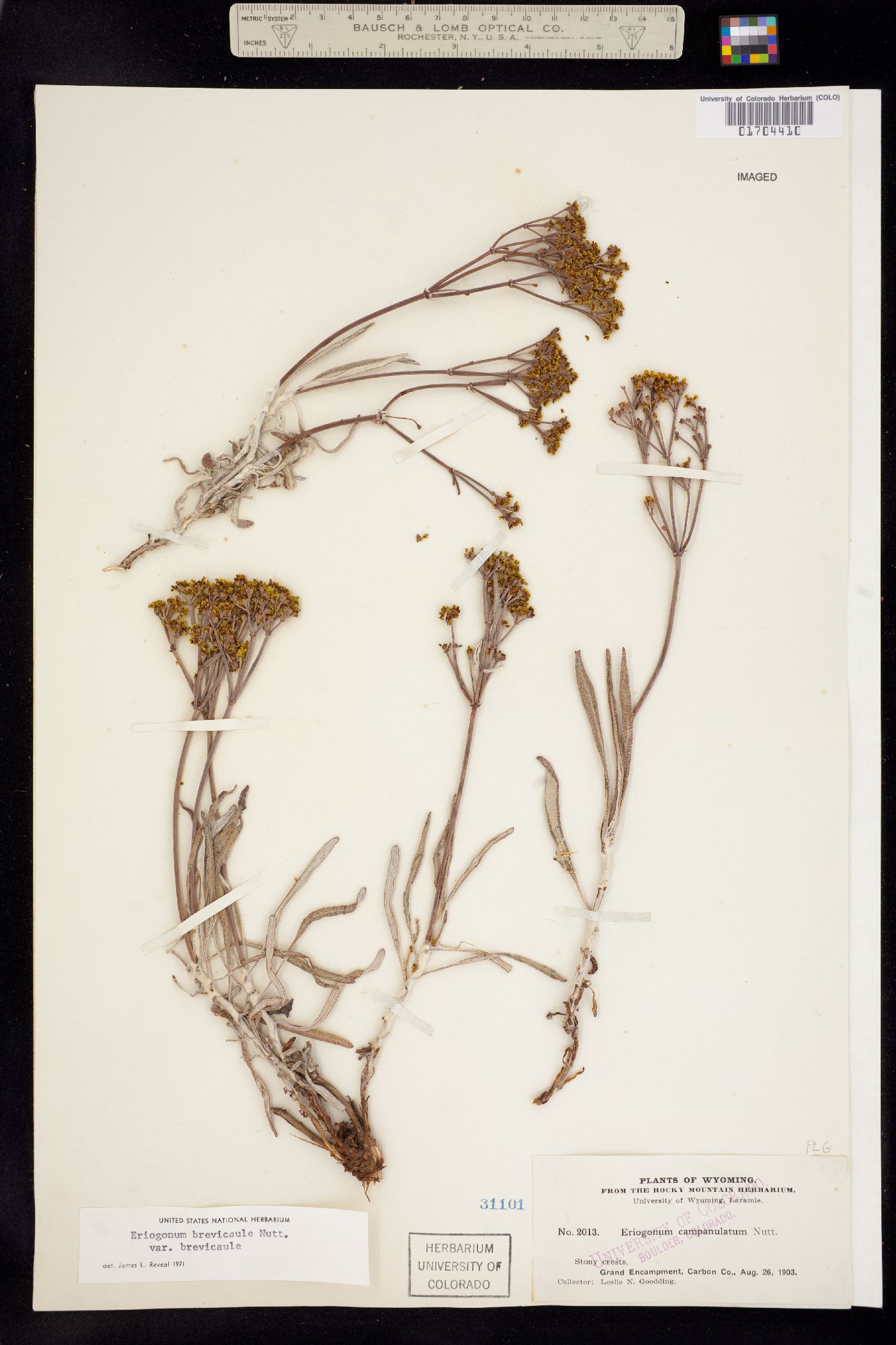 Eriogonum brevicaule image