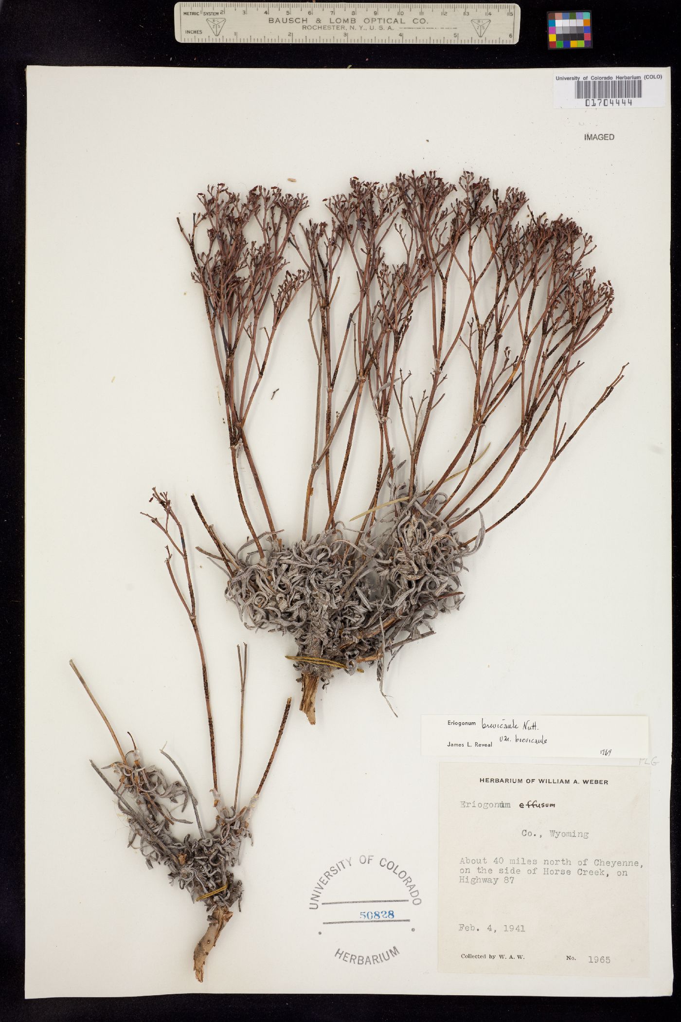 Eriogonum brevicaule image