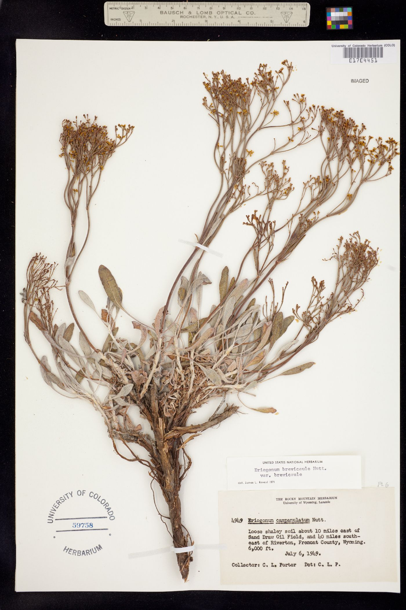 Eriogonum brevicaule var. brevicaule image