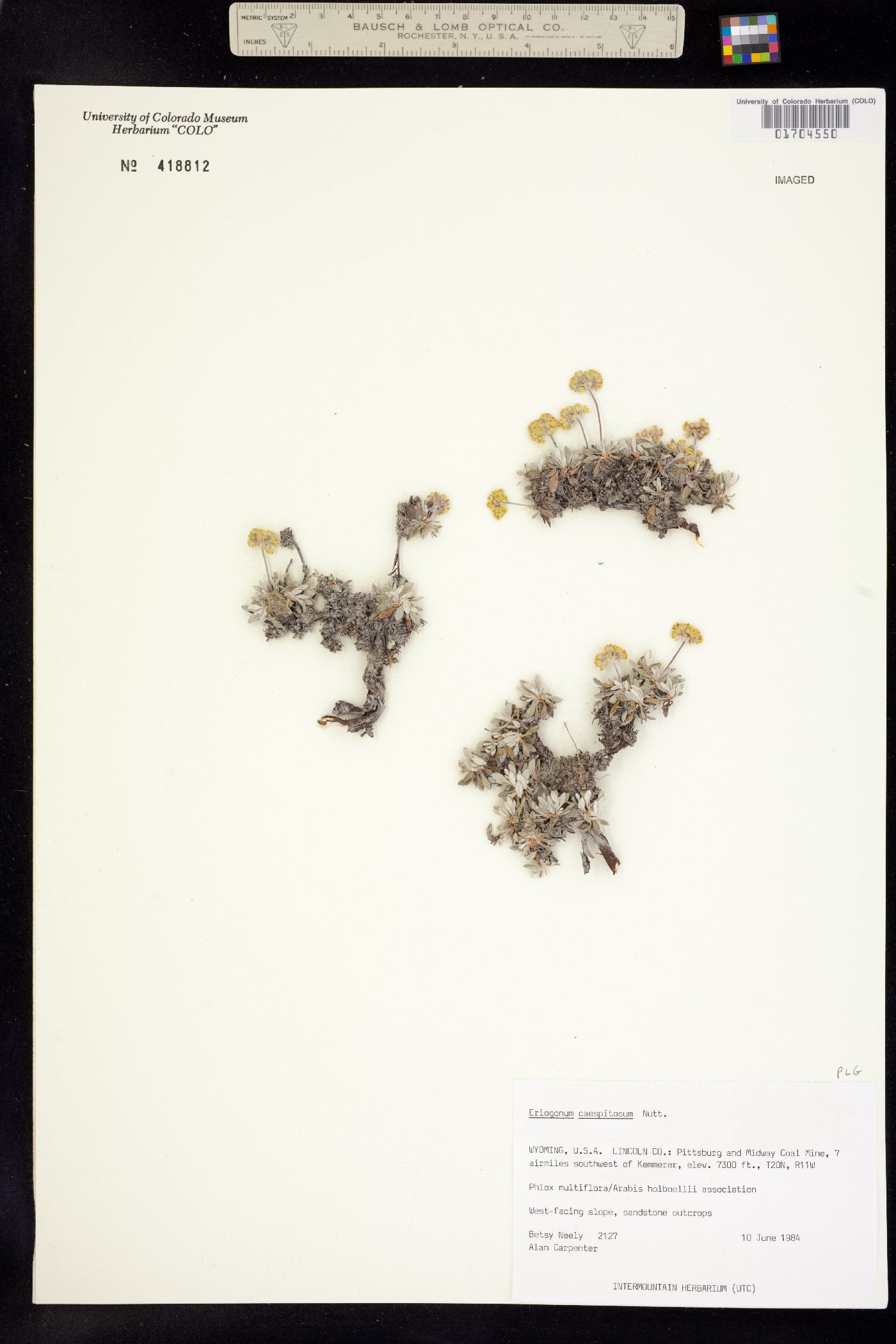 Eriogonum caespitosum image