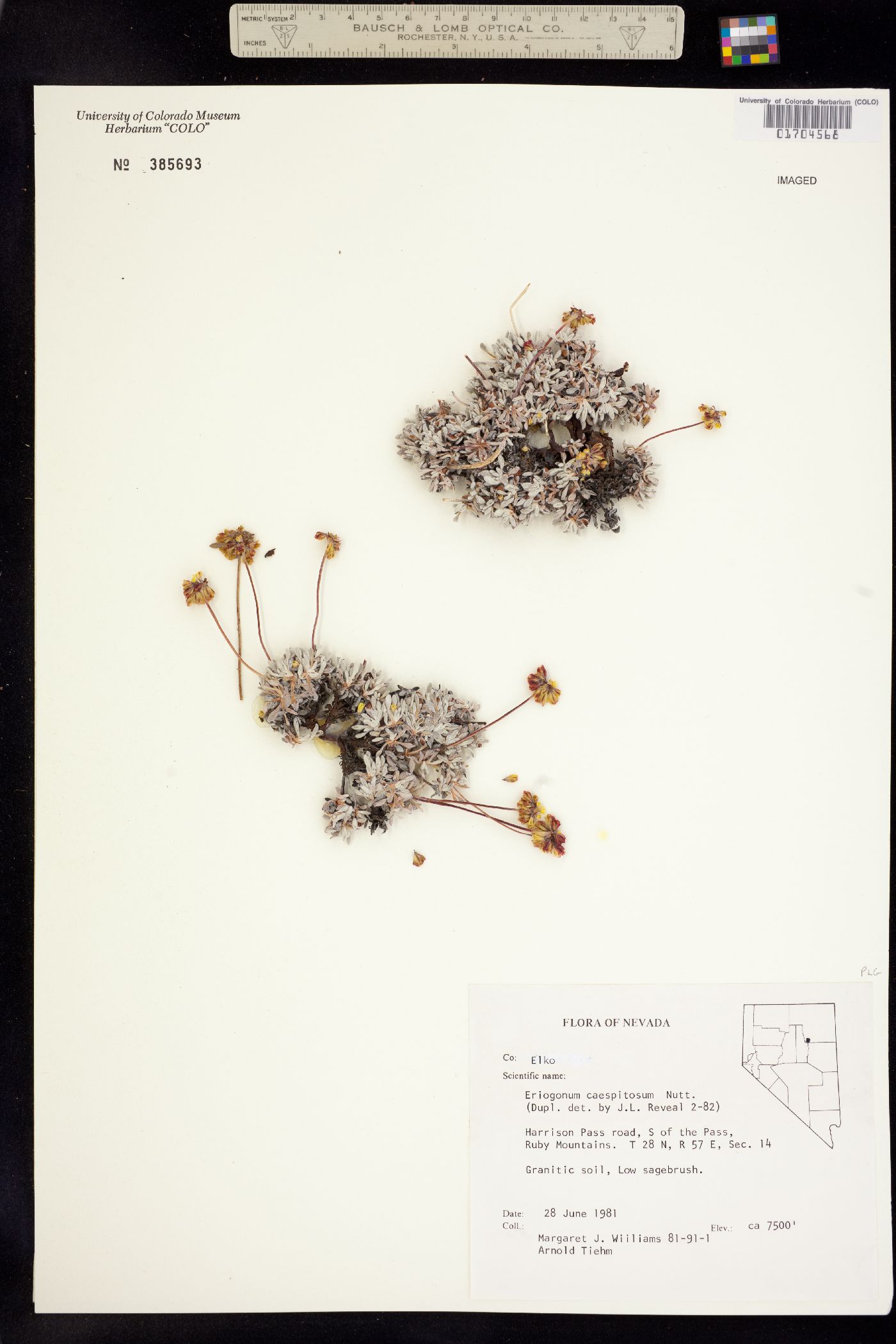 Eriogonum caespitosum image