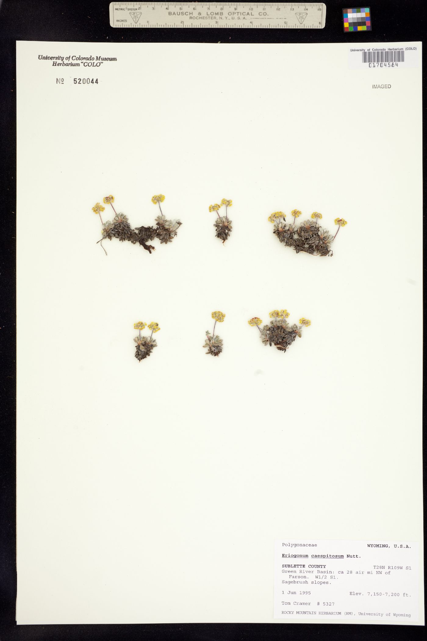 Eriogonum caespitosum image