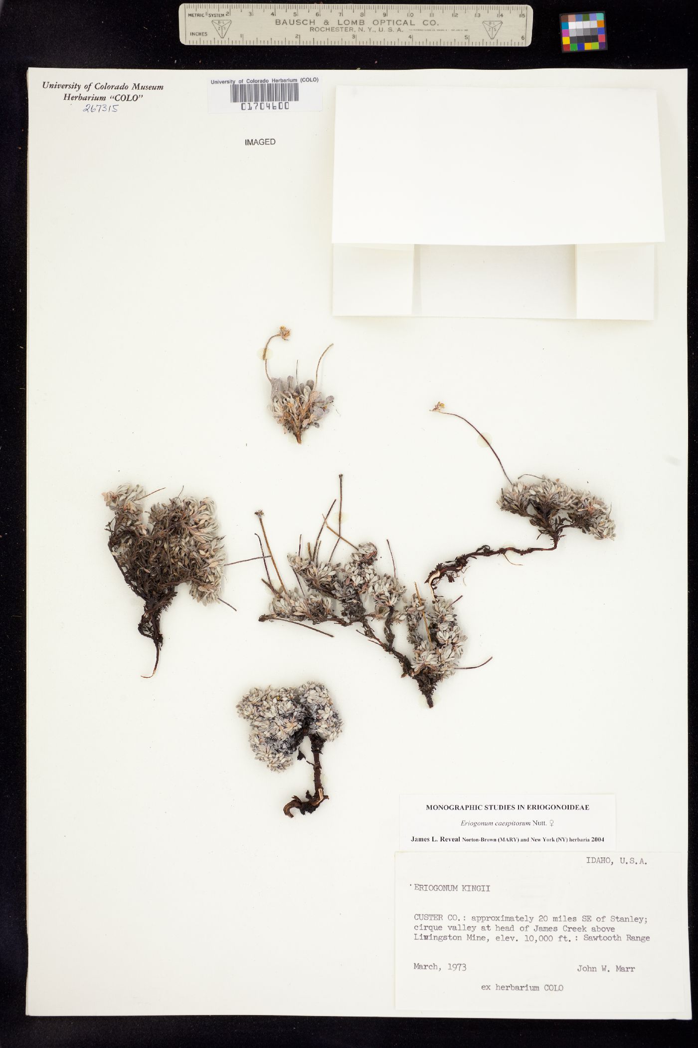 Eriogonum caespitosum image