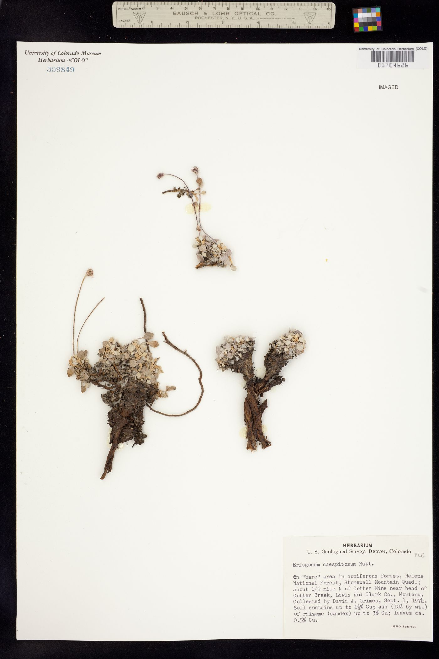 Eriogonum caespitosum image