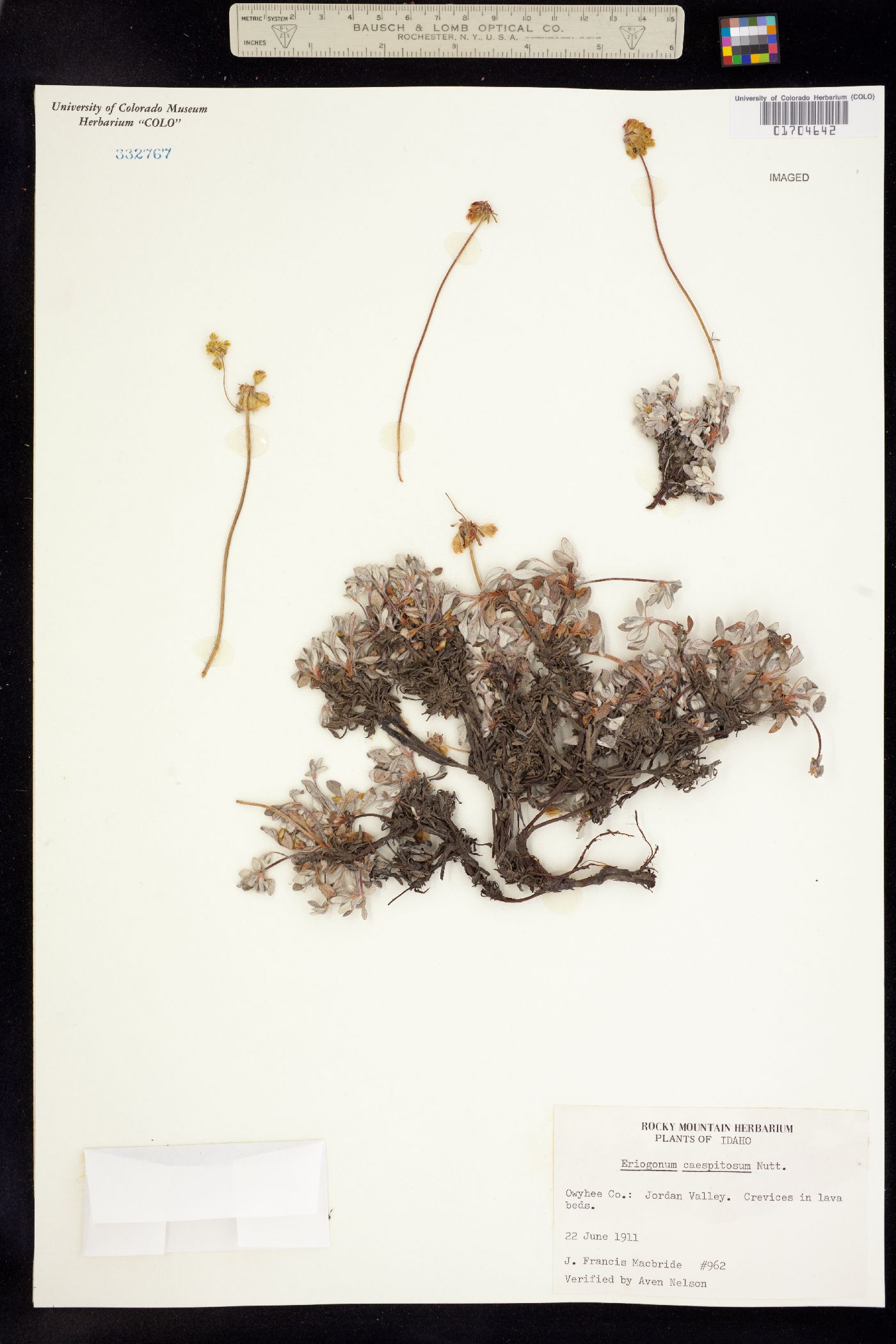 Eriogonum caespitosum image