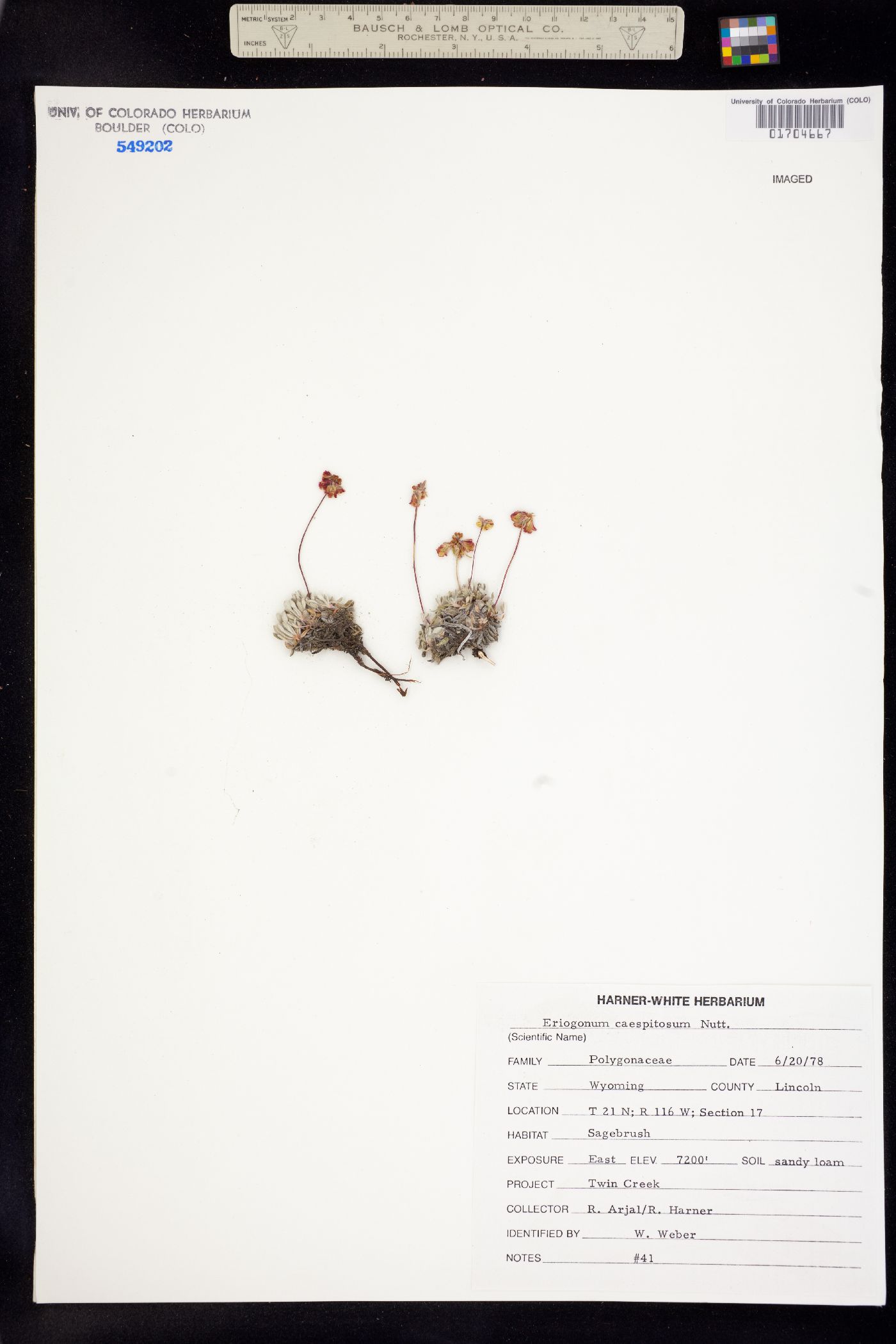 Eriogonum caespitosum image