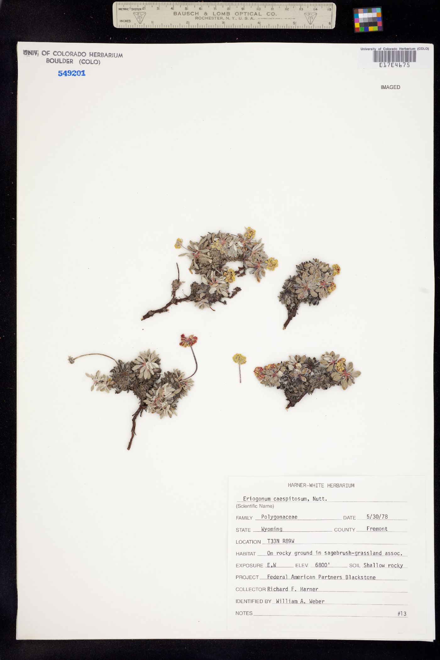 Eriogonum caespitosum image