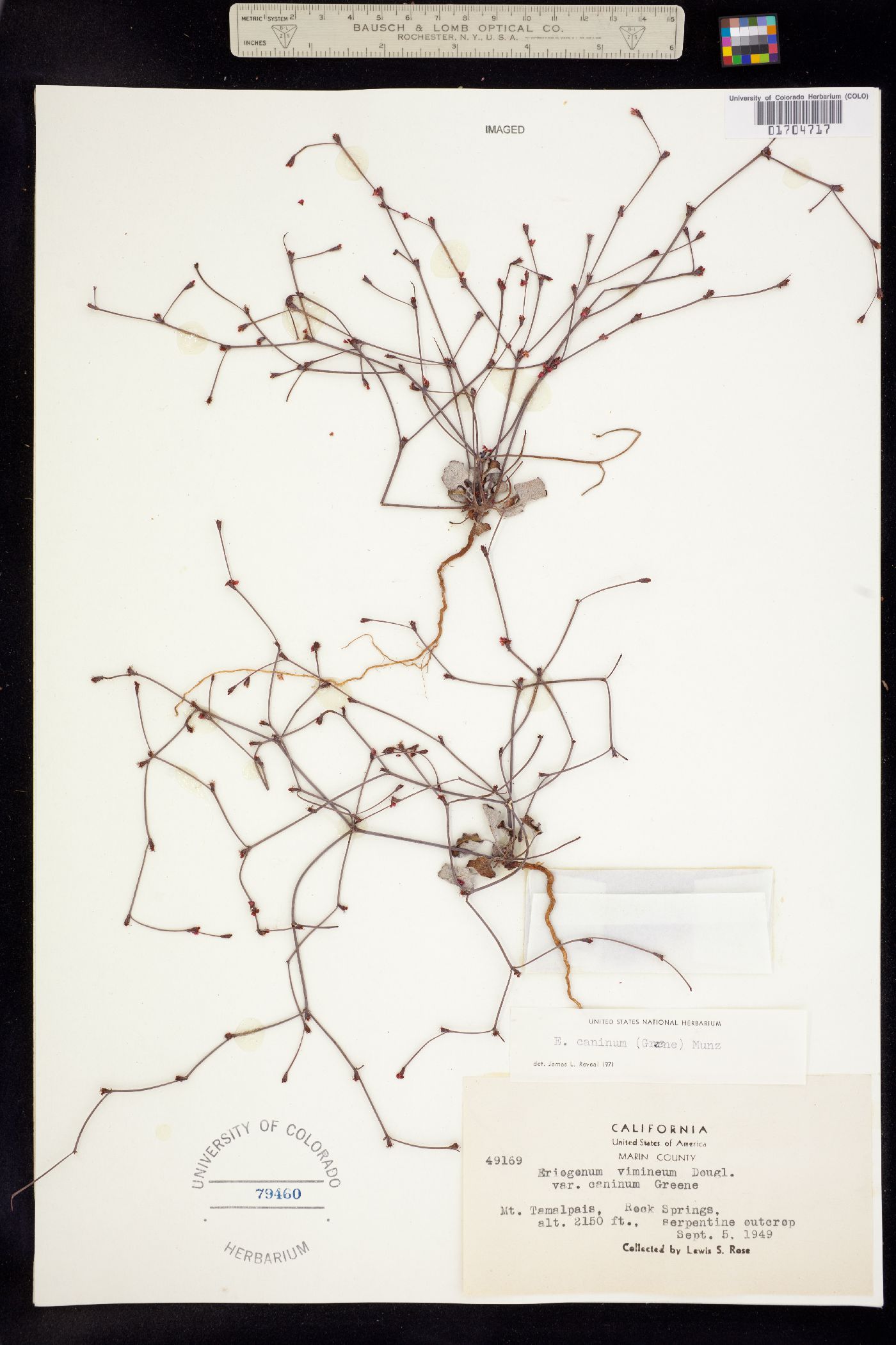 Eriogonum luteolum var. caninum image