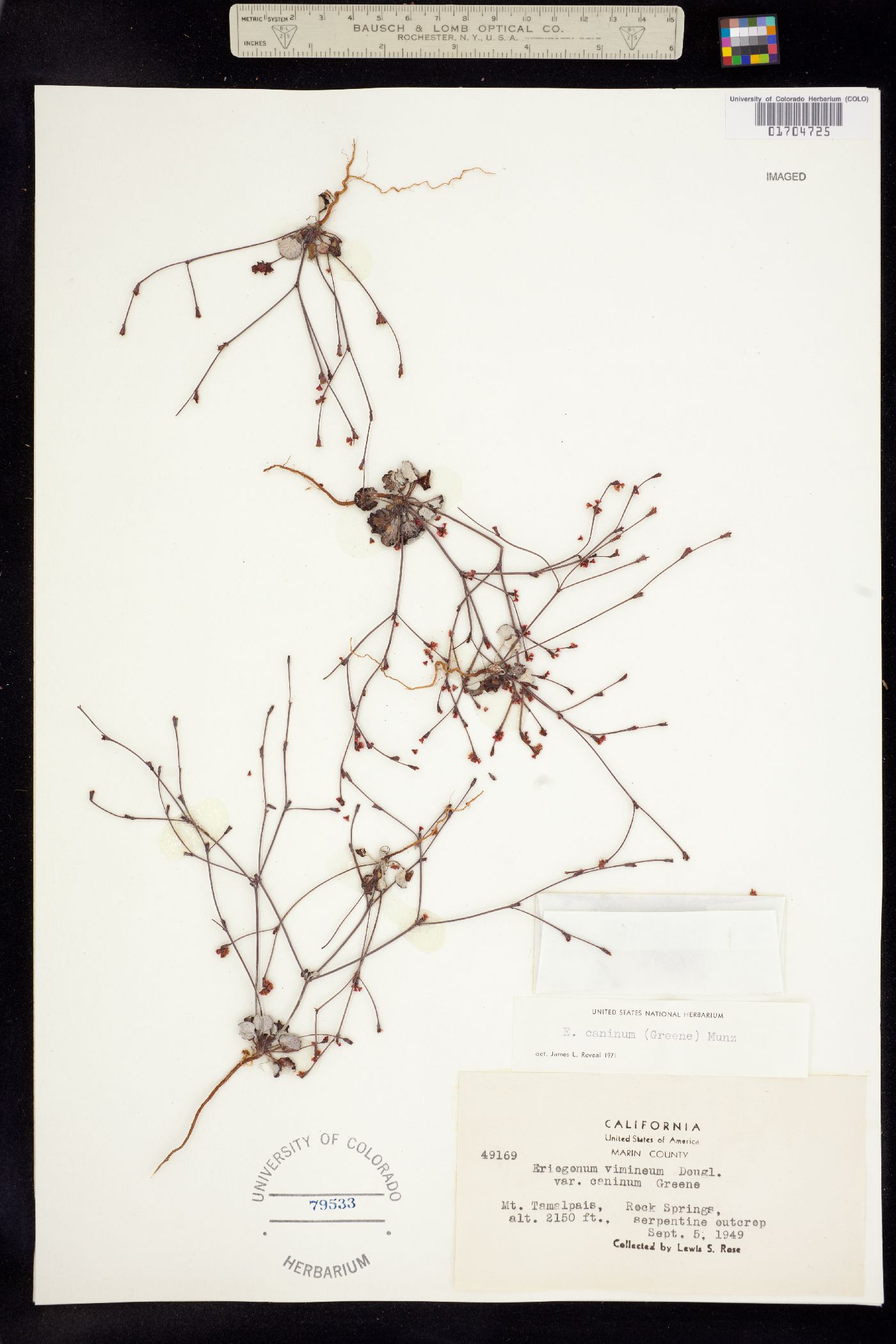 Eriogonum luteolum var. caninum image