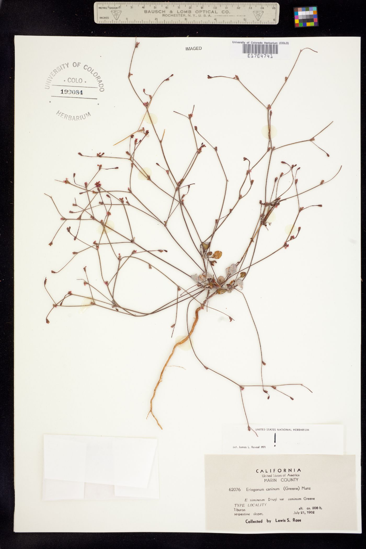 Eriogonum luteolum var. caninum image