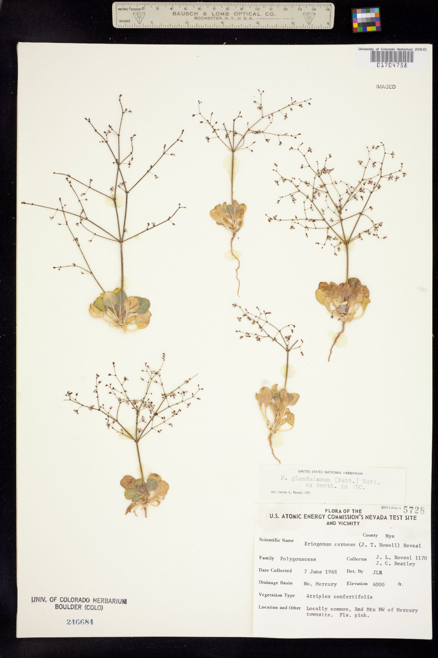 Eriogonum glandulosum image