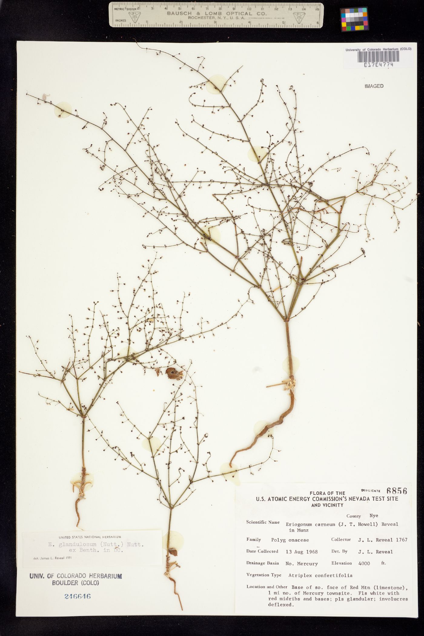 Eriogonum glandulosum image