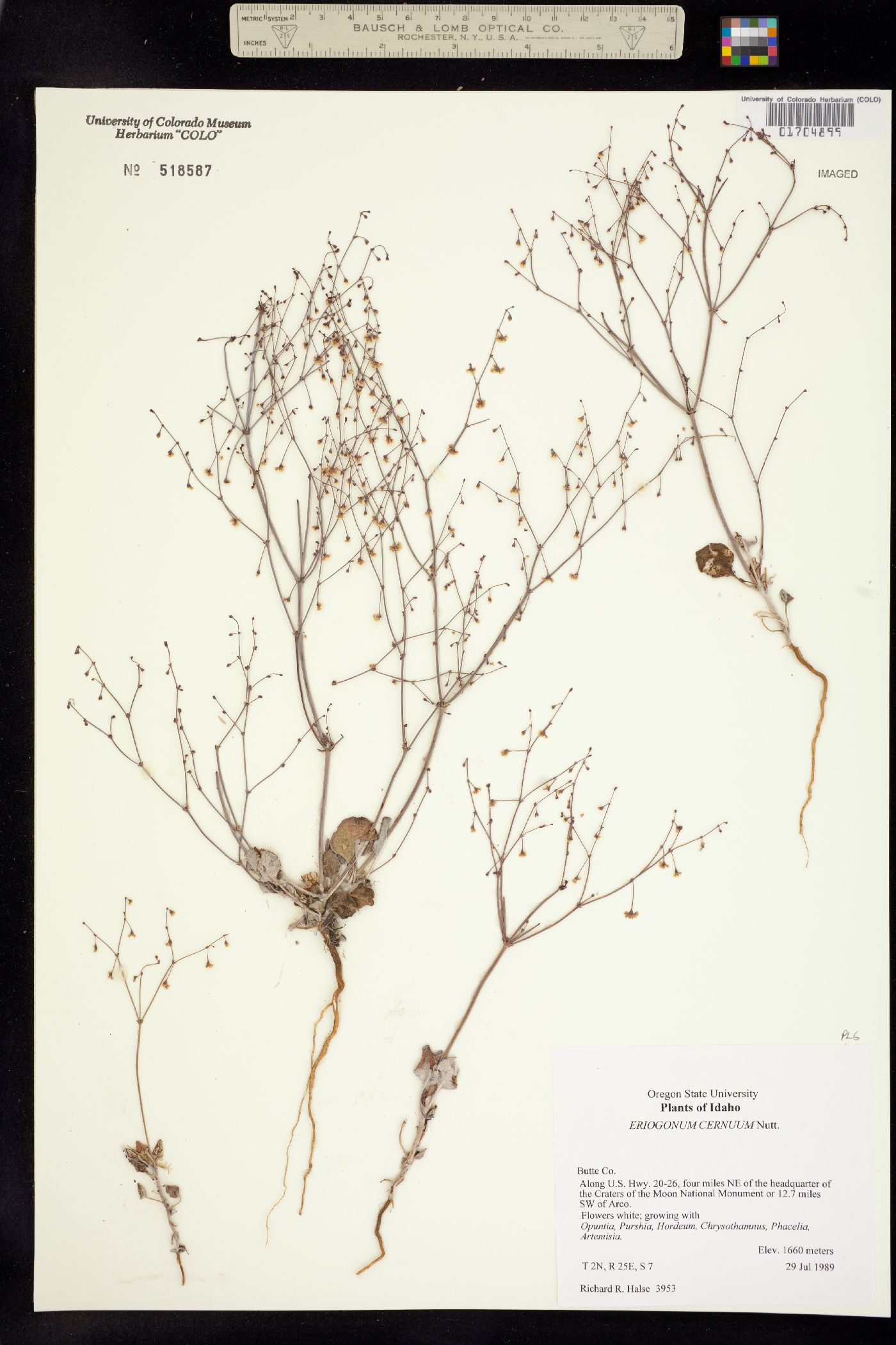 Eriogonum cernuum image