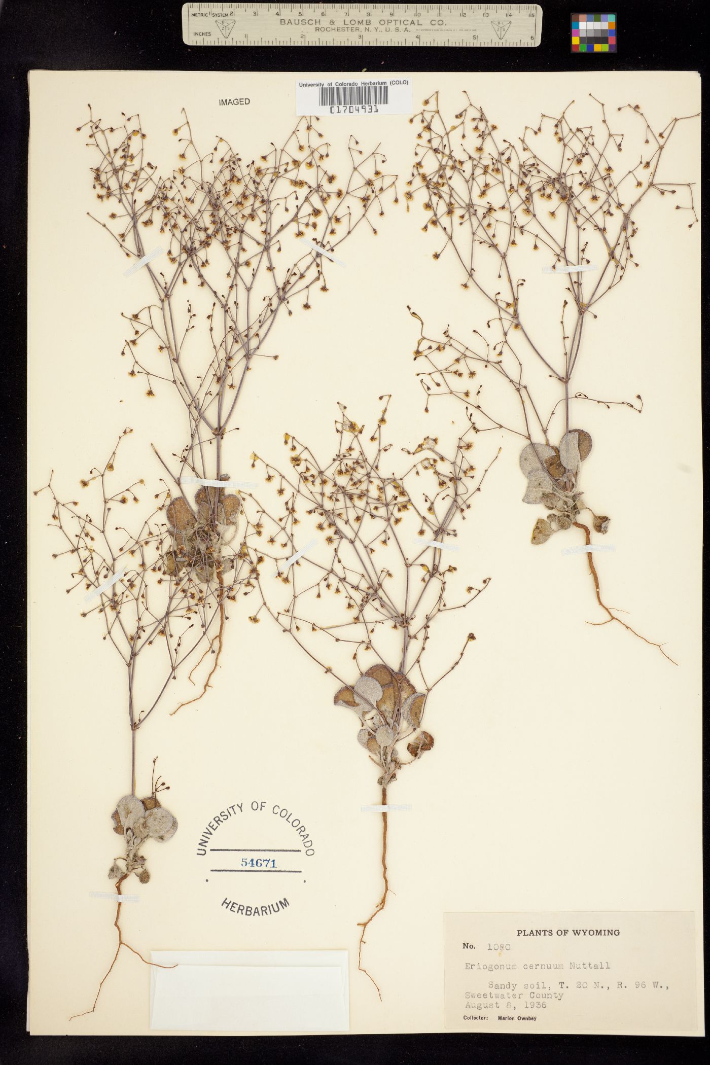 Polygonaceae image