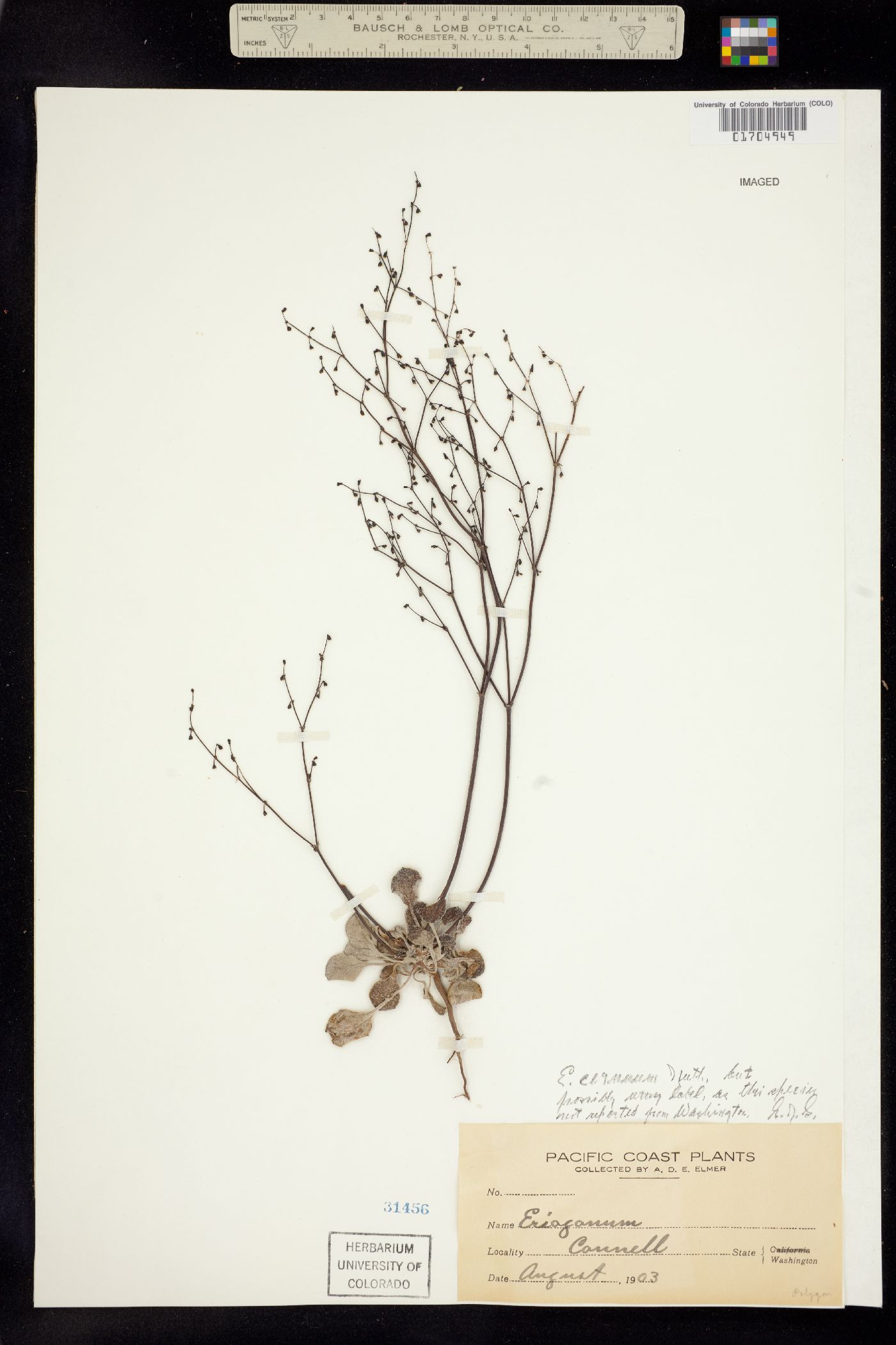 Eriogonum cernuum image