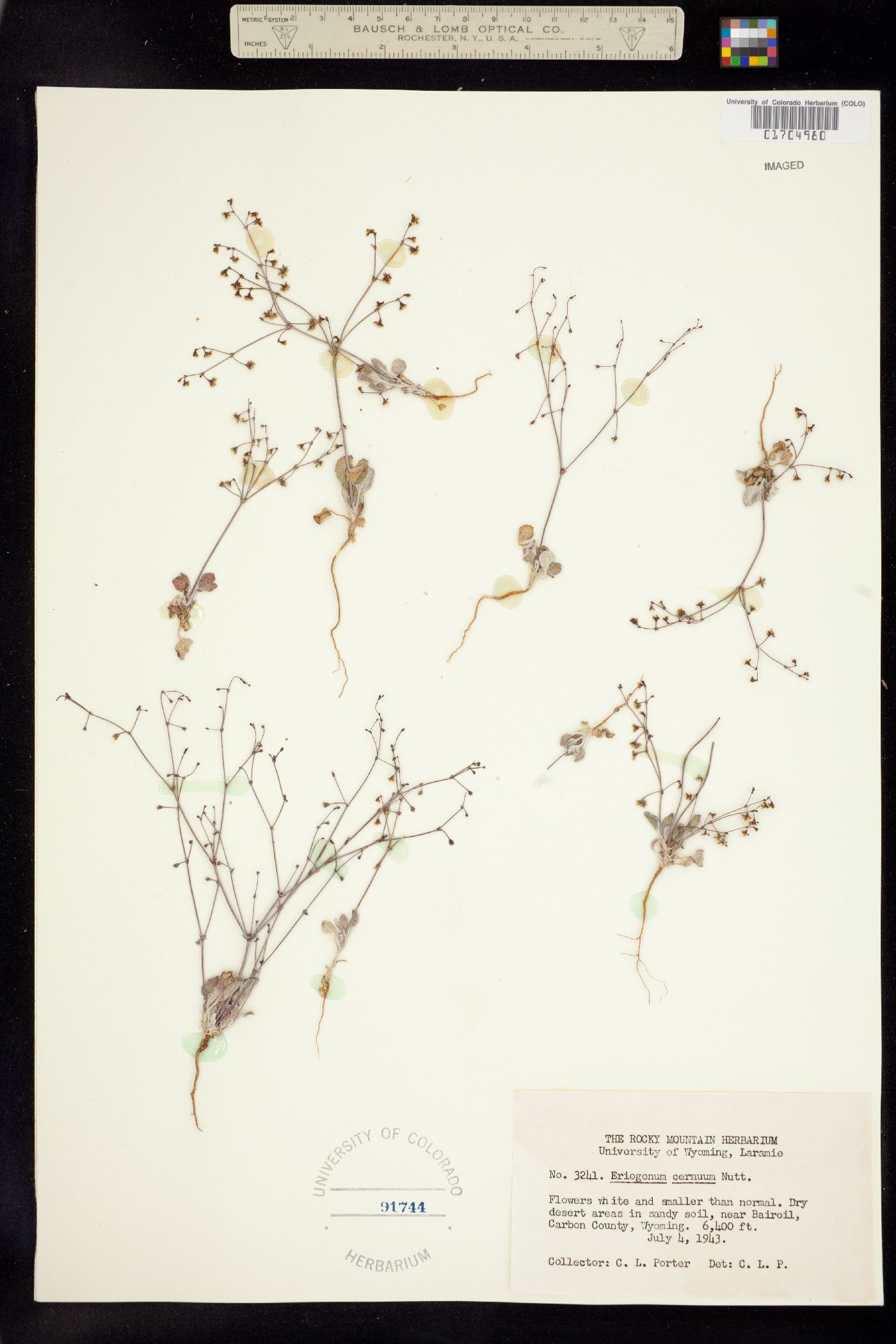 Eriogonum image