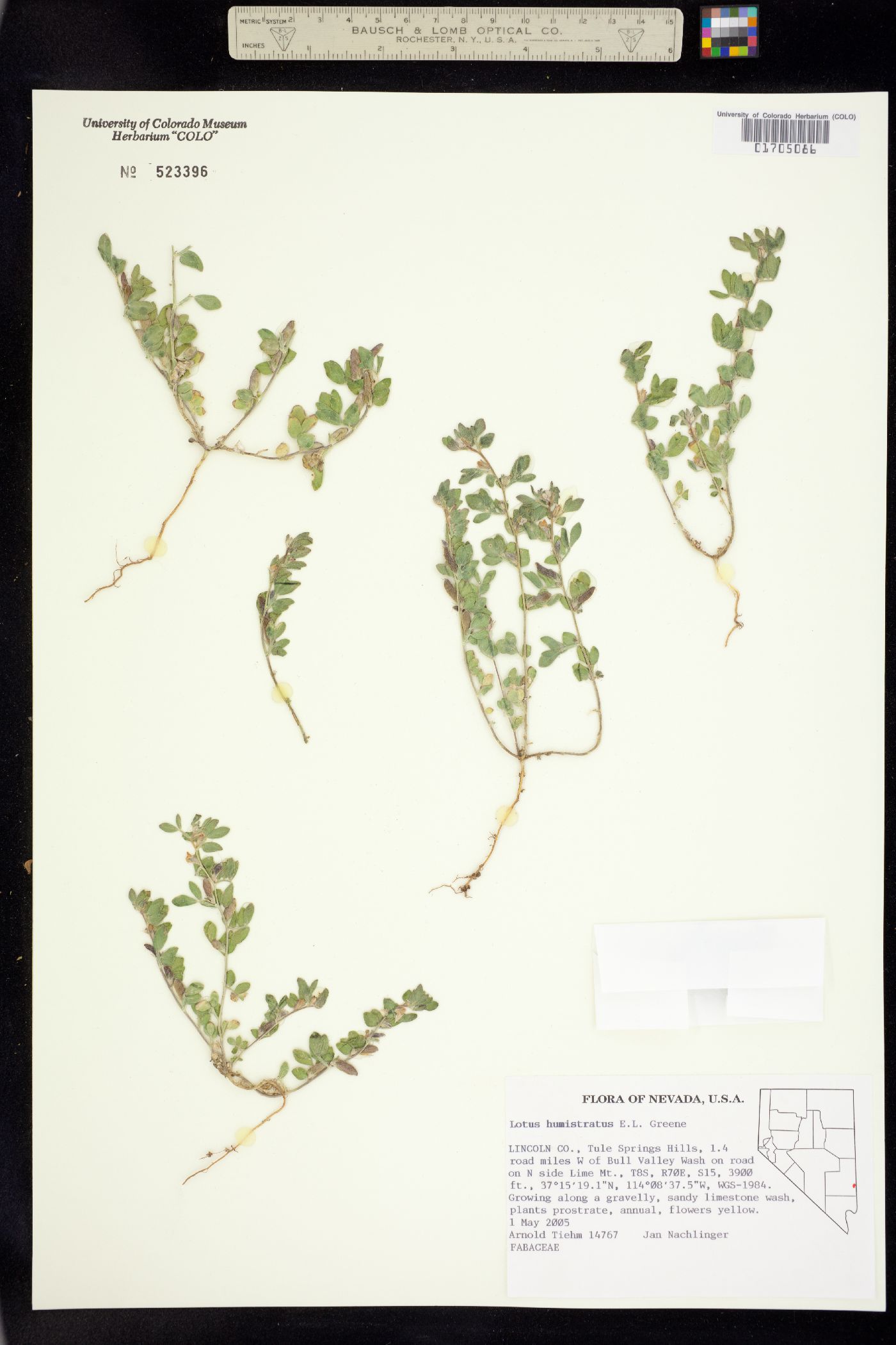 Acmispon humistratus image