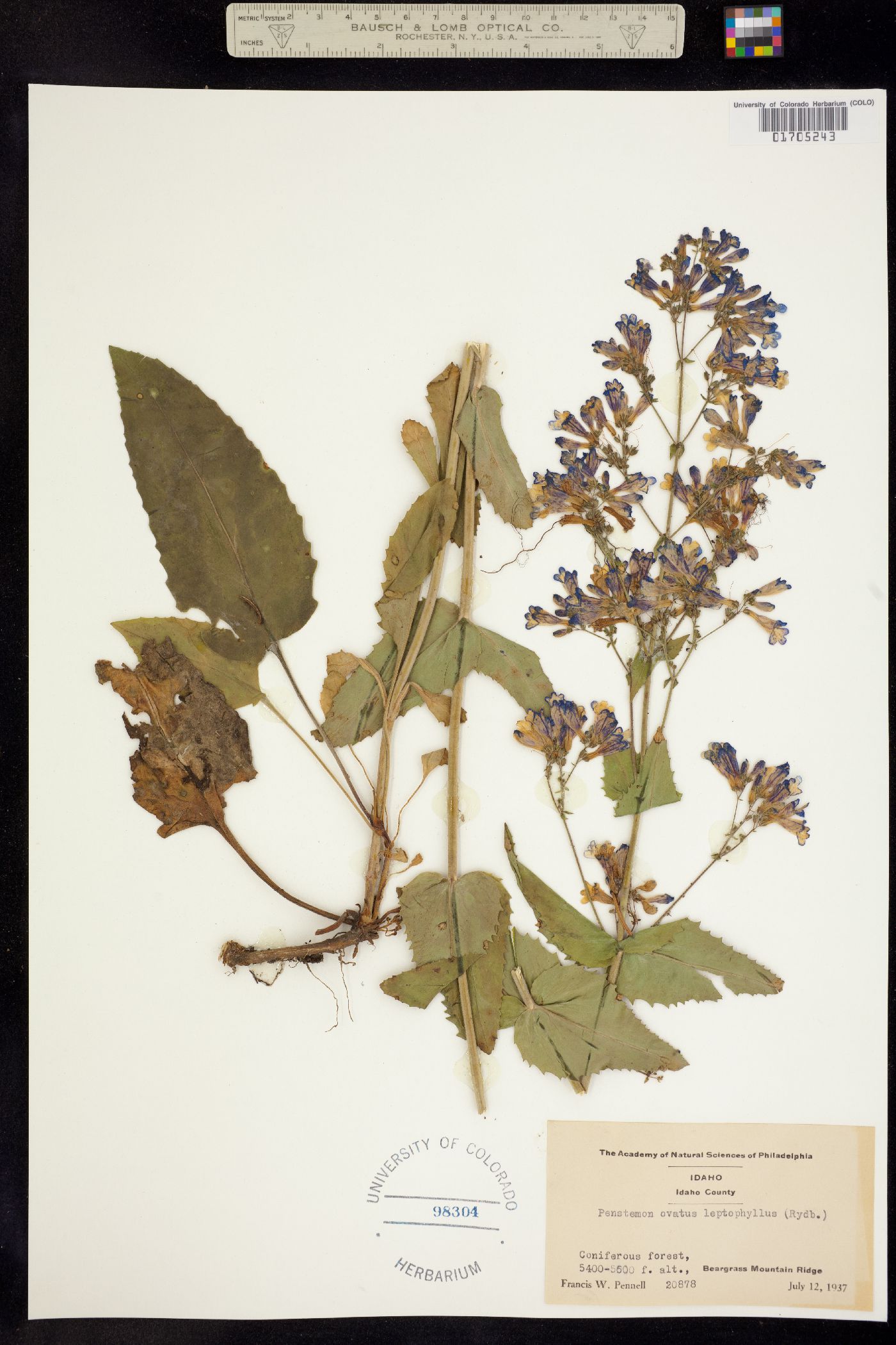 Penstemon ovatus image