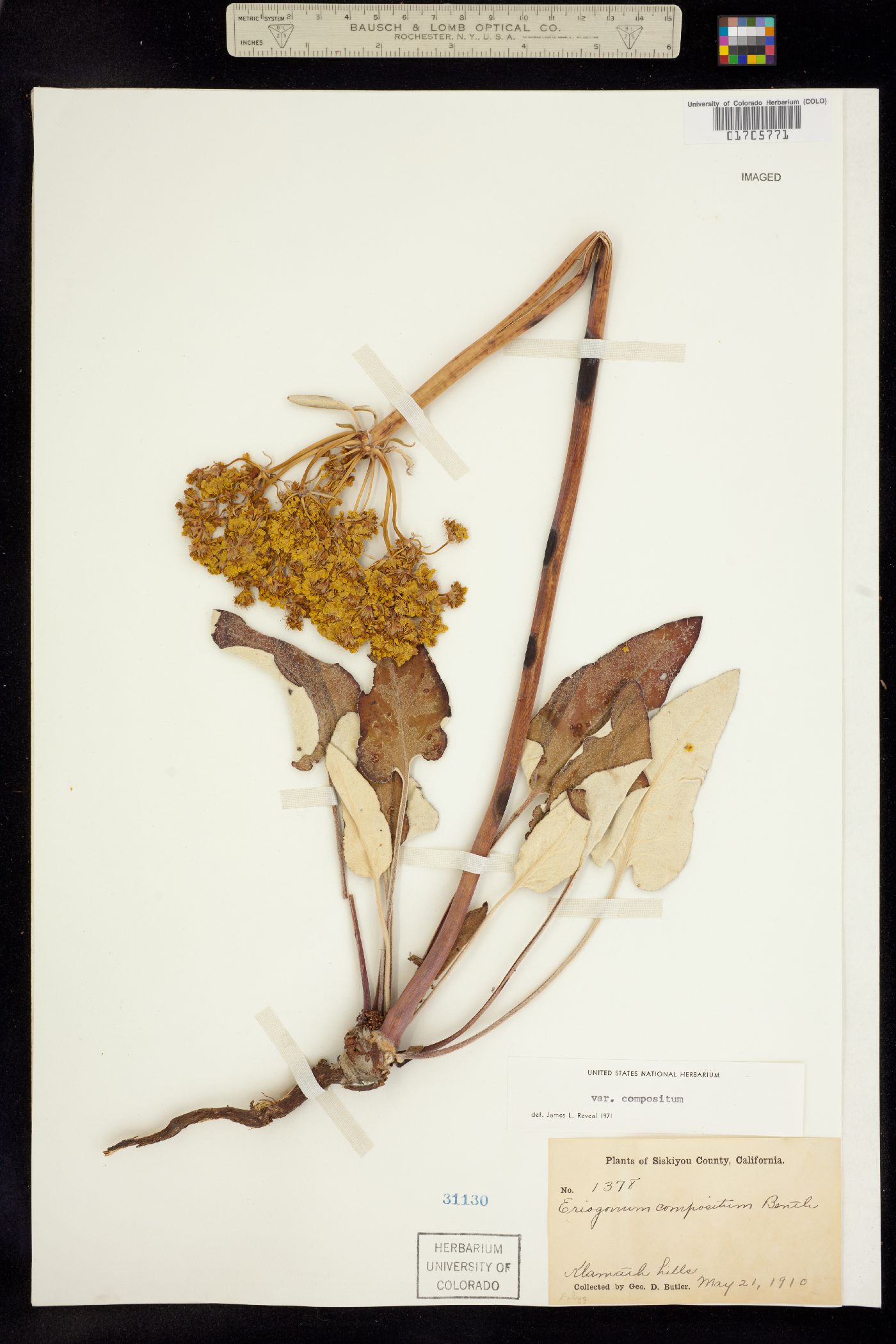 Eriogonum compositum image